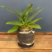 【クリアランスセール対象商品】アンスリウム　ブラウマニー　SP　植込み品【190】