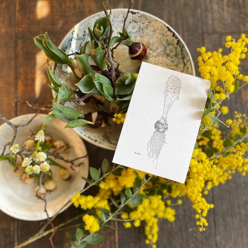 Special select SET！～球根花とミモザのセット＆HUTTEカードプレゼント