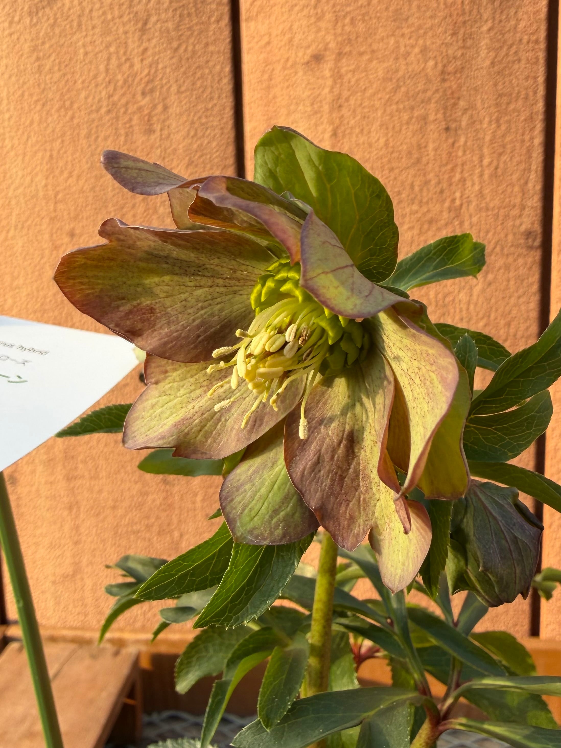 パピエグリーン渋カラー 花郷園 クリスマスローズ【Kg06】送料無料