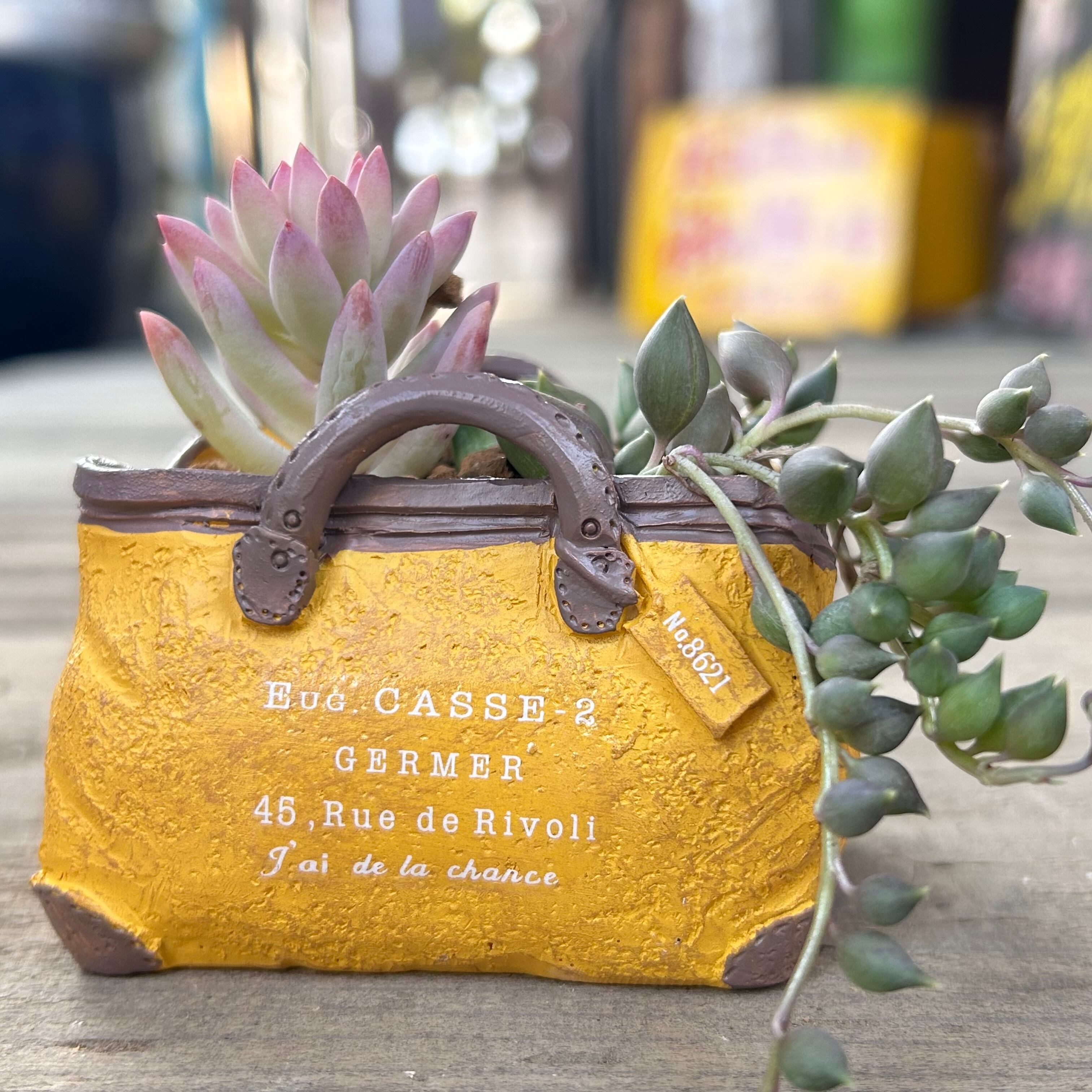 T)可愛い黄色のバック(多肉の寄せ植え | RuPo 多肉植物専門店