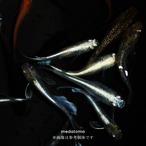 MIX Aメダカ稚魚 10匹 thumbnail 4
