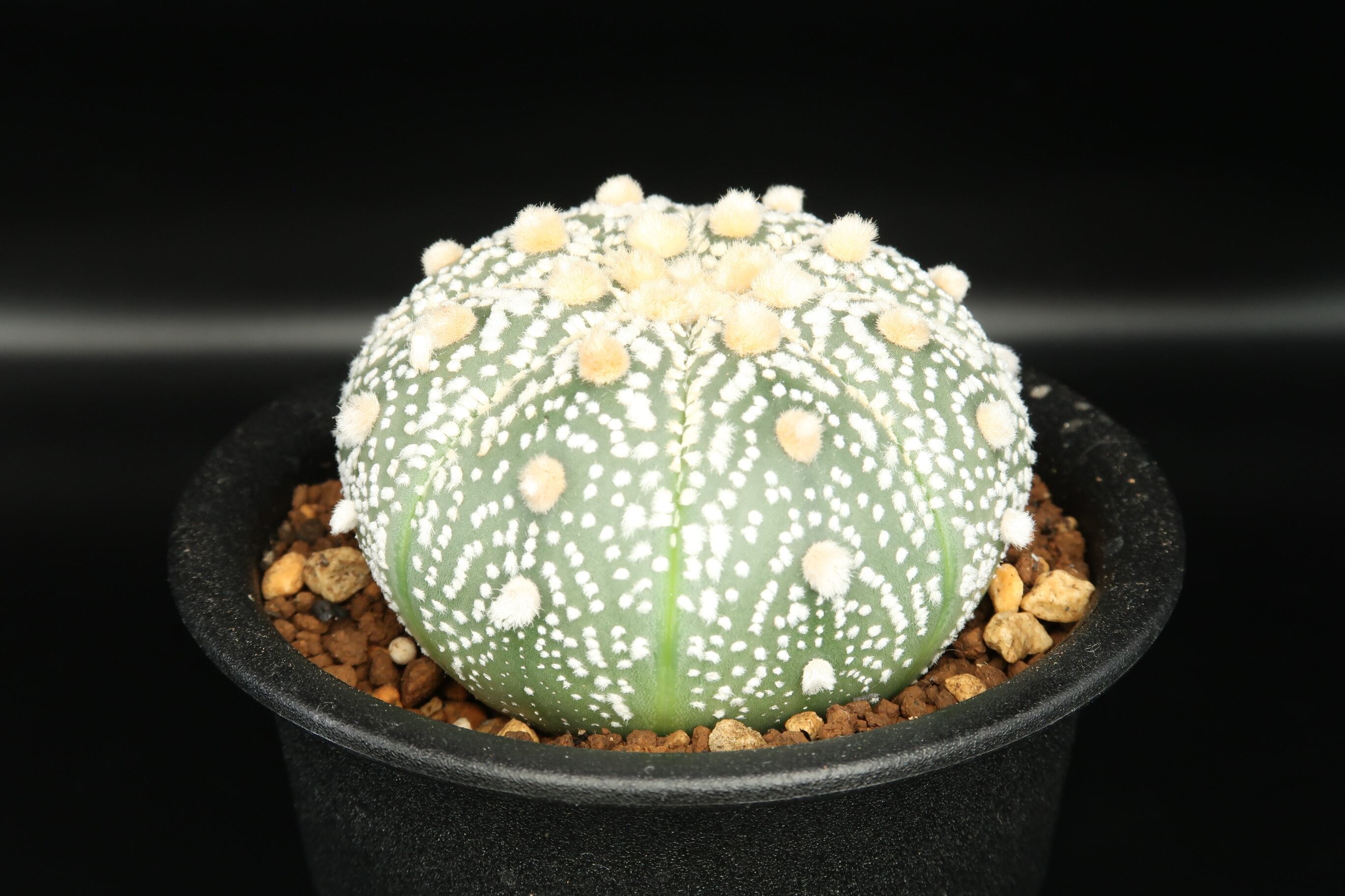 アストロフィツム 兜丸 Astrophytum サボテン Bios Plants