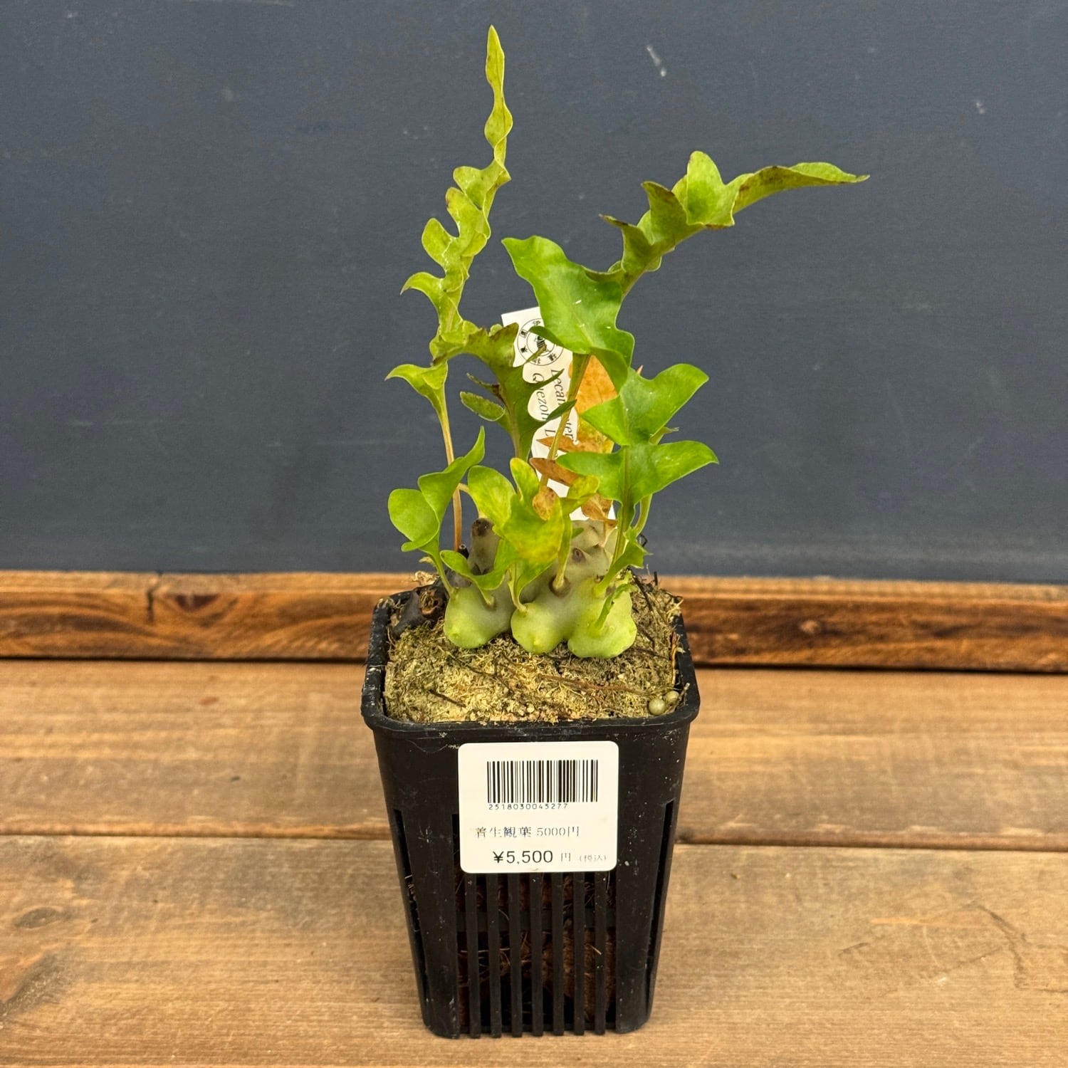 伊藤蟻】Lecanopteris Luzonensis Quezon, Luzon【207】 | PROTOLEAF