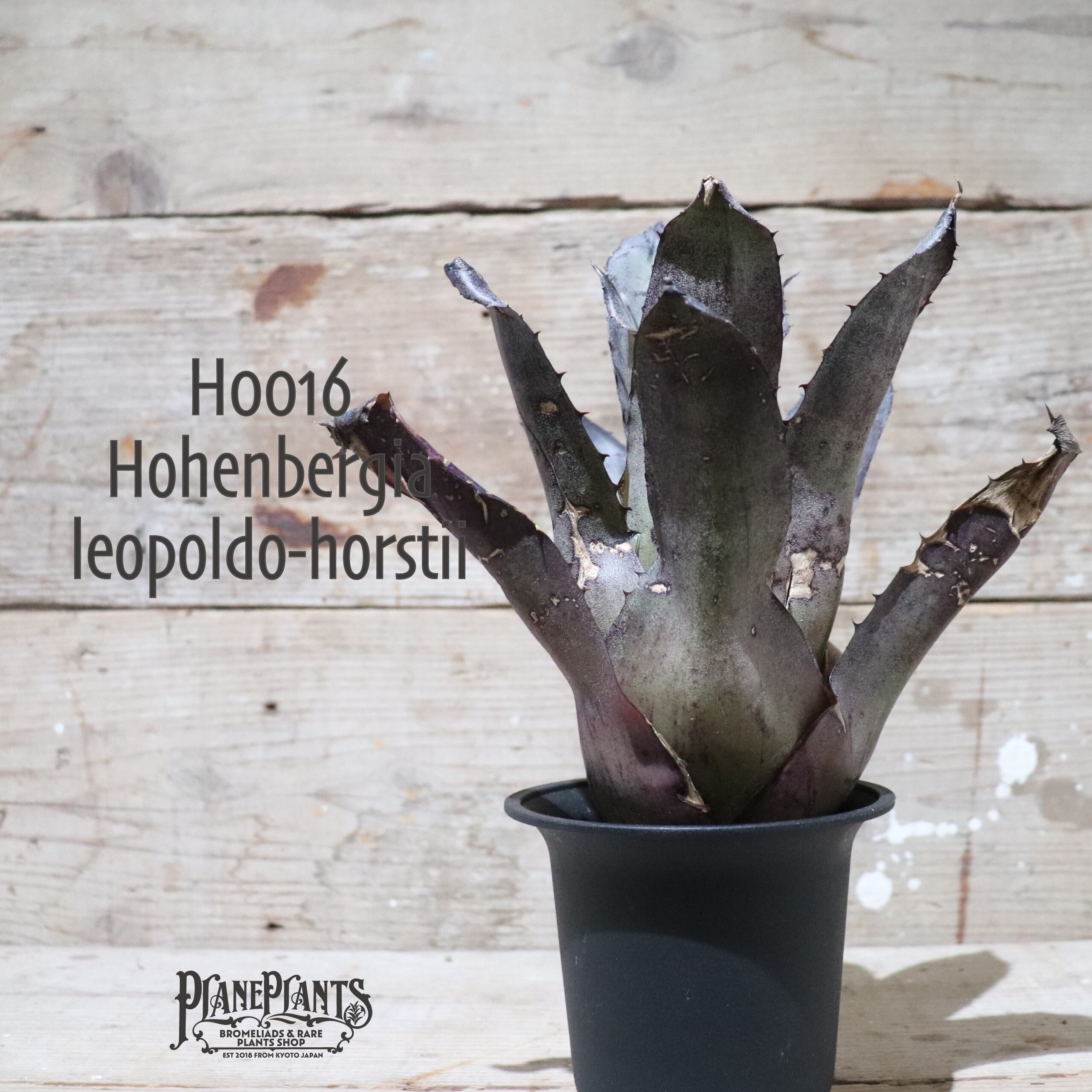 Hohenbergia leopoldo-horstii (Dan clone) ホヘンベルギア Hohenbergia leopoldo-horstii (Dan clone) ホヘンベルギア