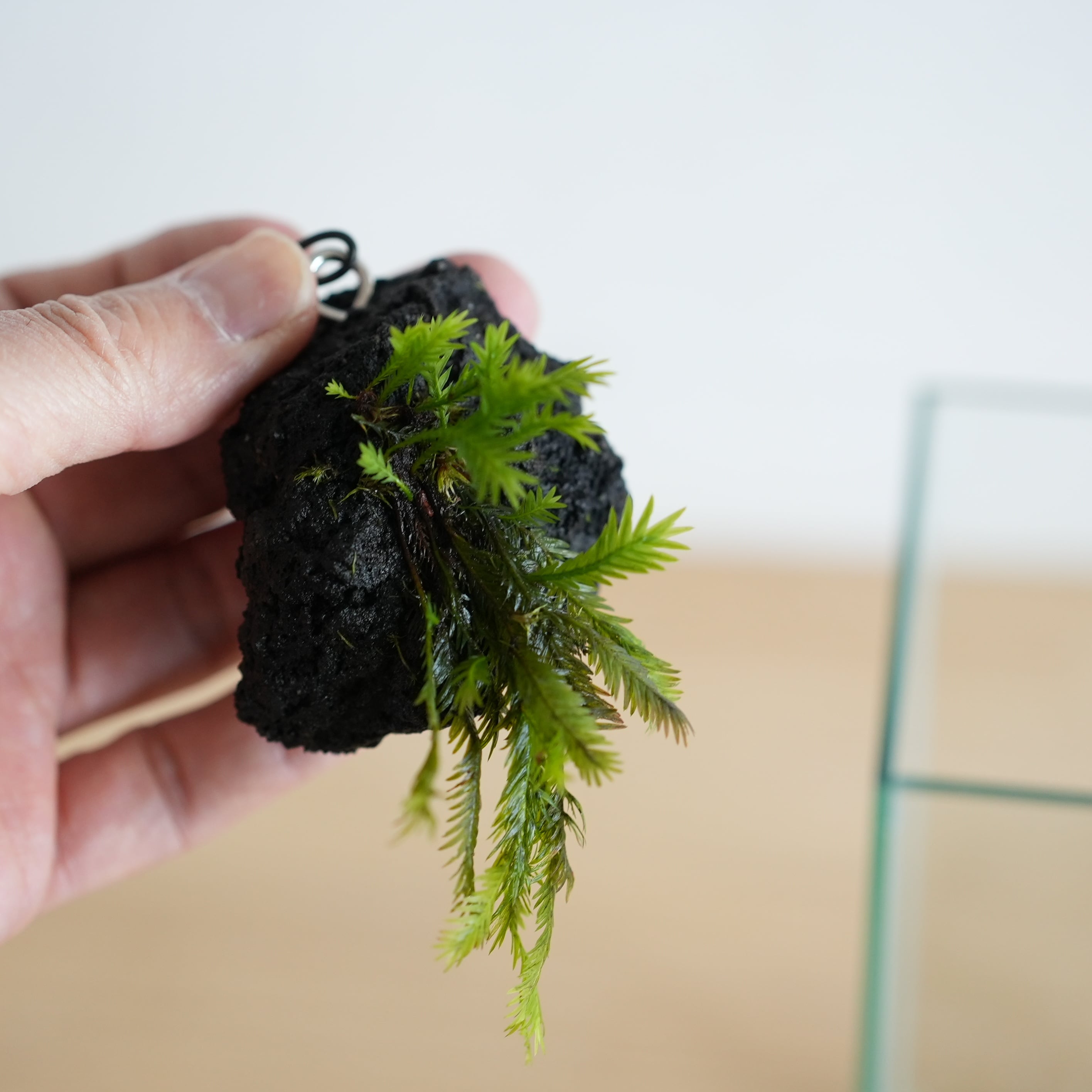 ◆現品◆吊り下げ着生苔石(ホウオウゴケ)2026.3.22 #3【容器付き】