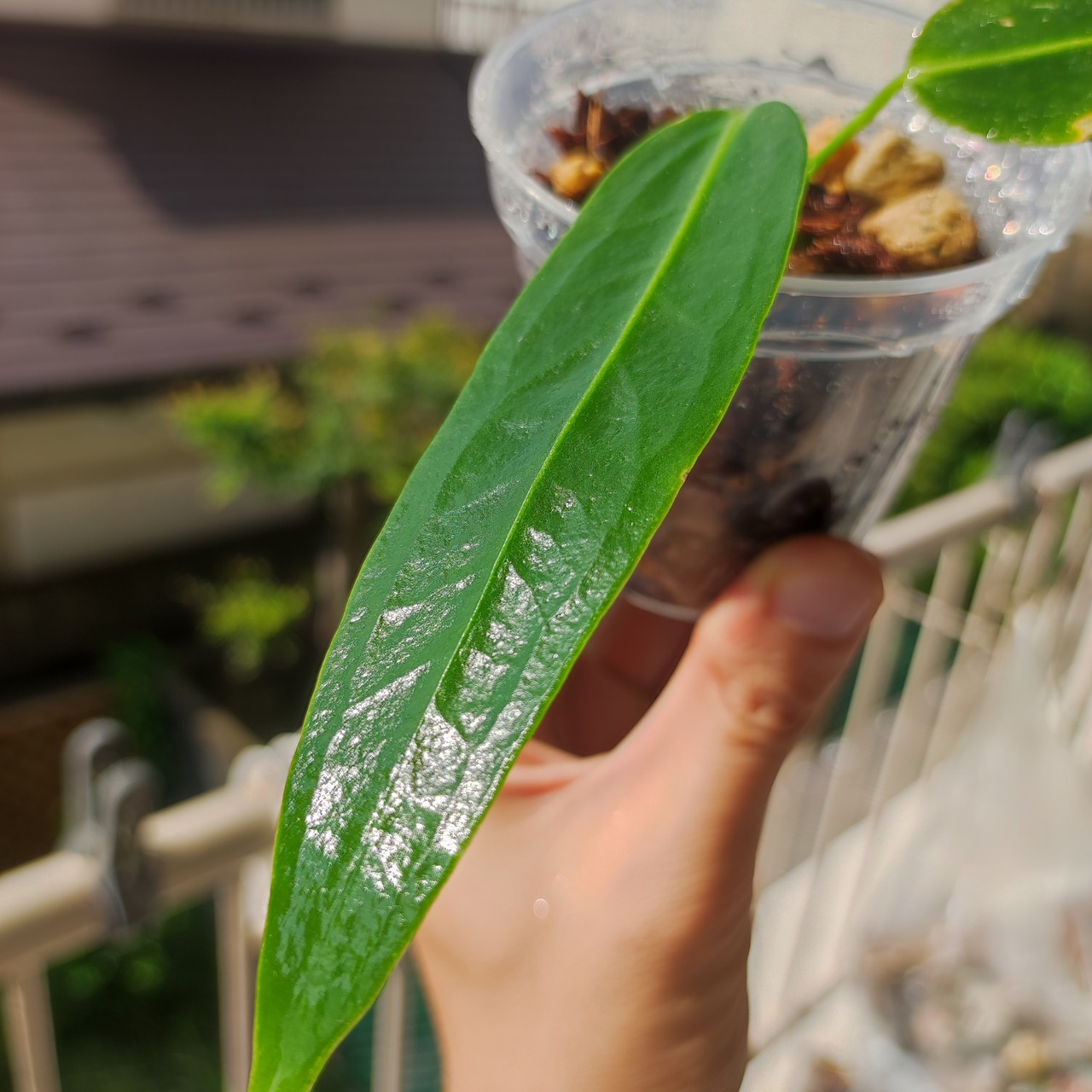 アンスリウム ワロクアーナム / Anthurium warocqueanum
