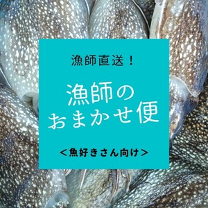 漁師のおまかせ便【魚好きさん向け】