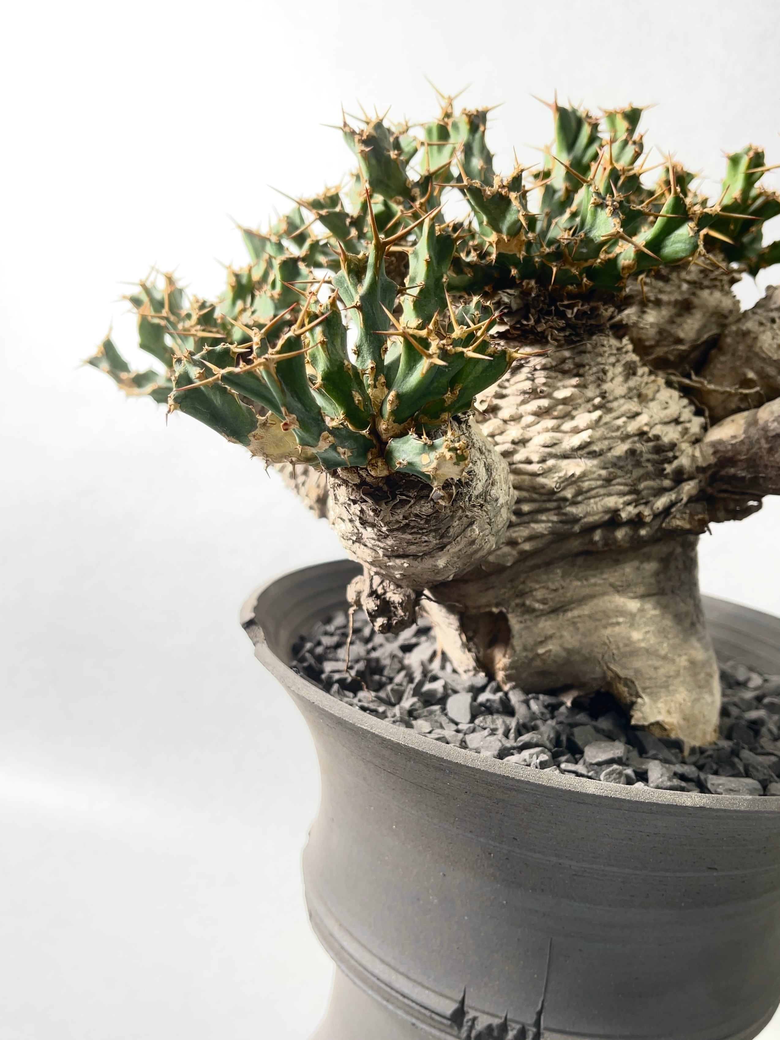 ユーフォルビア クラビゲラ カキコ ユーフォルビア クラビゲラ カキコ