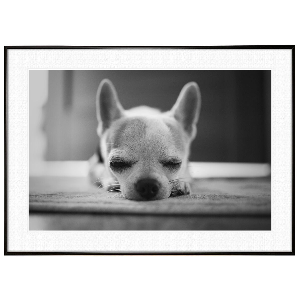 動物写真 犬 チワワ インテリア モノクロアートポスター額装 AS1139