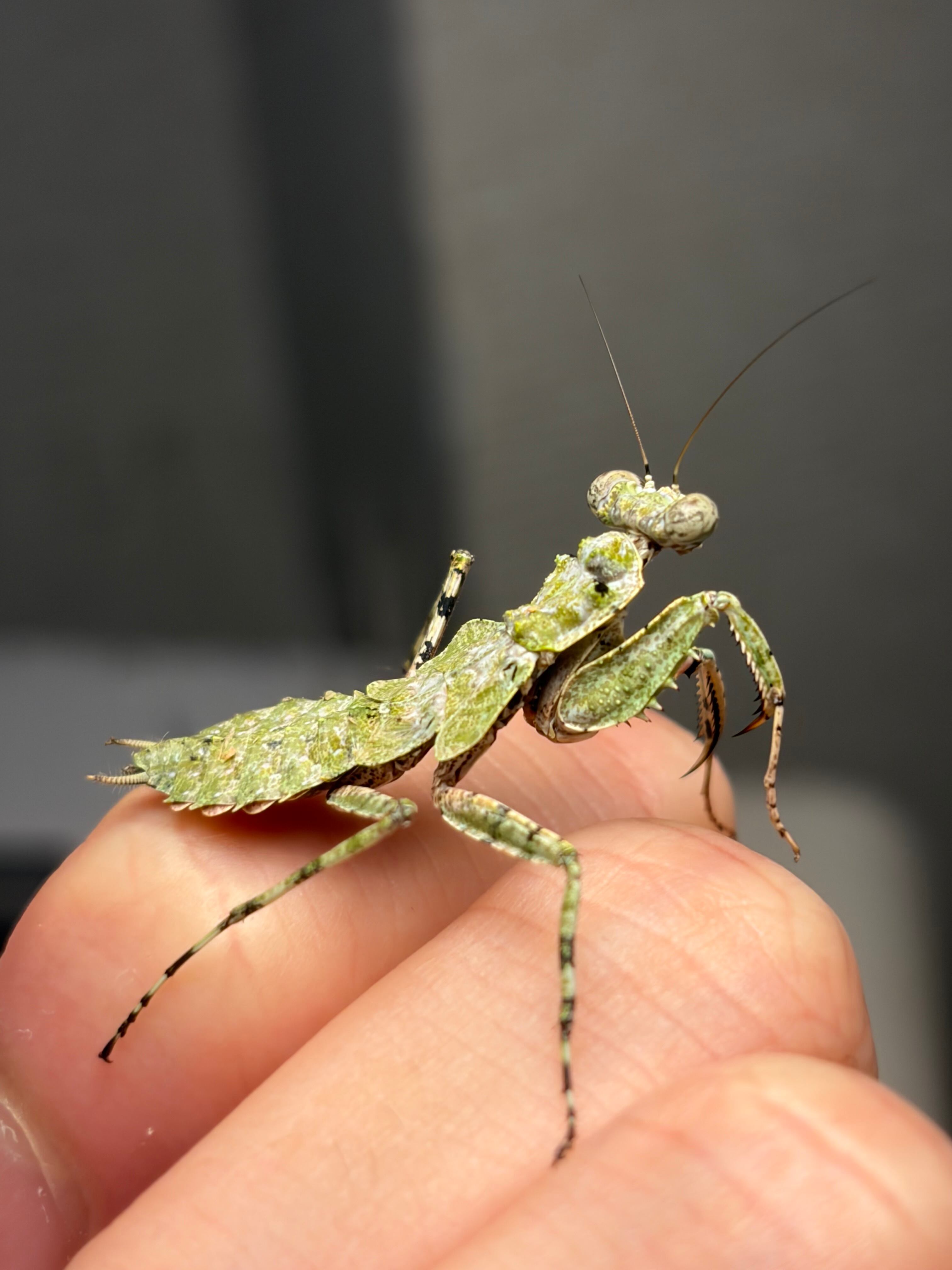 苔♀】キノハダカマキリ マンティス 全長3cm程 タランチュラムカデ