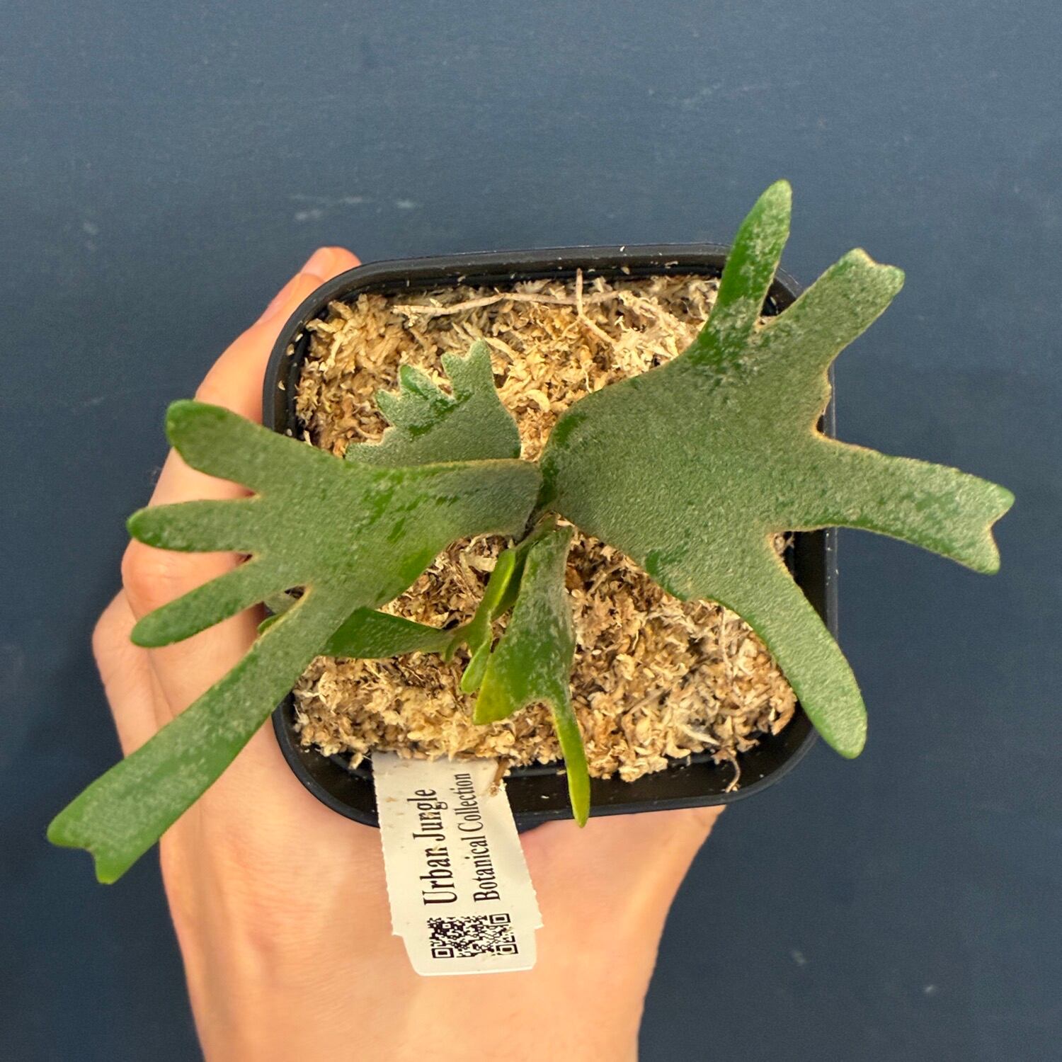UJ】ビカクシダ ジェニー P. willinckii 'Golden Boy' Spore【251