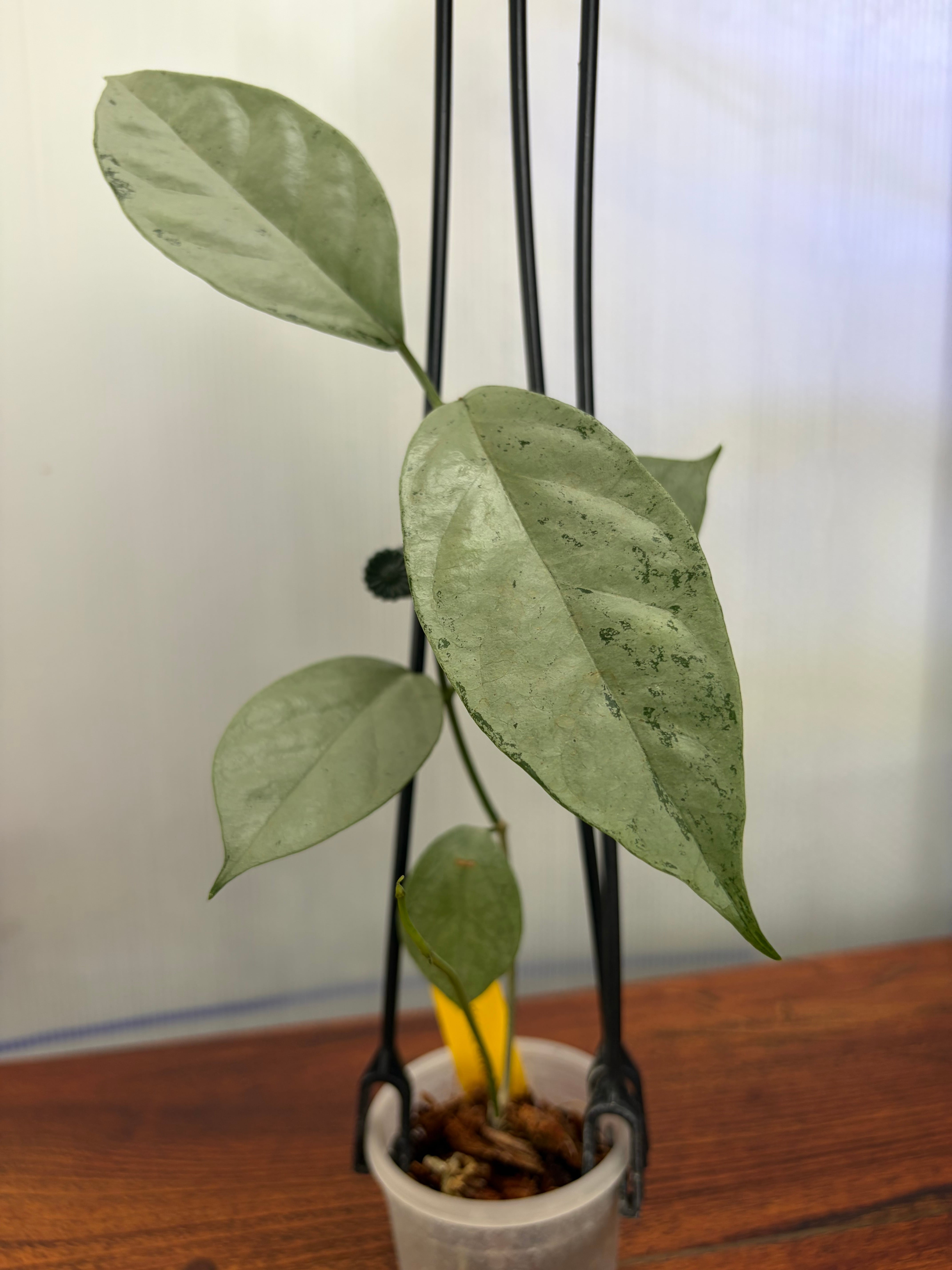 Hoya | BALI-AN 園芸