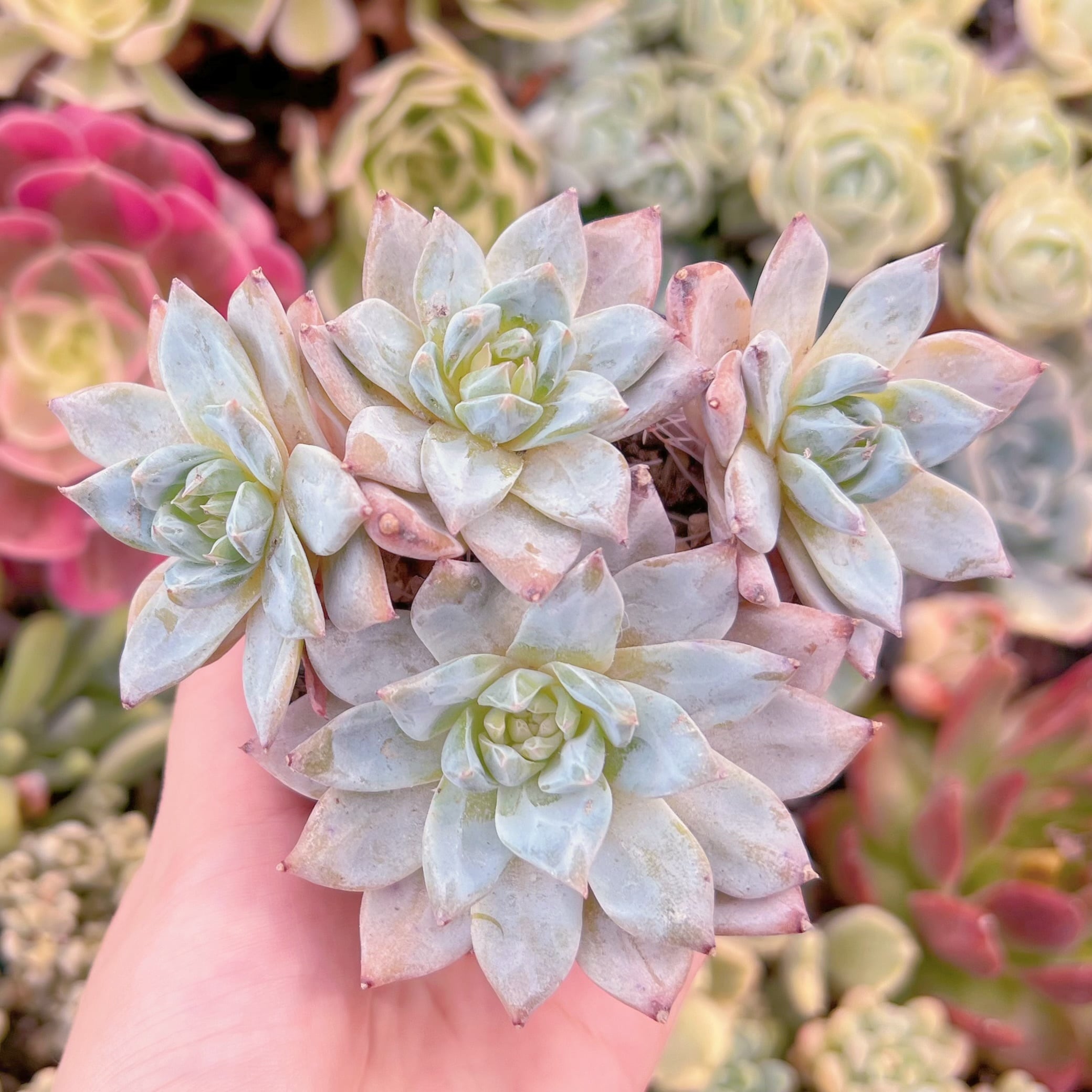 現品　Blue Bird群生#F006　るる農園