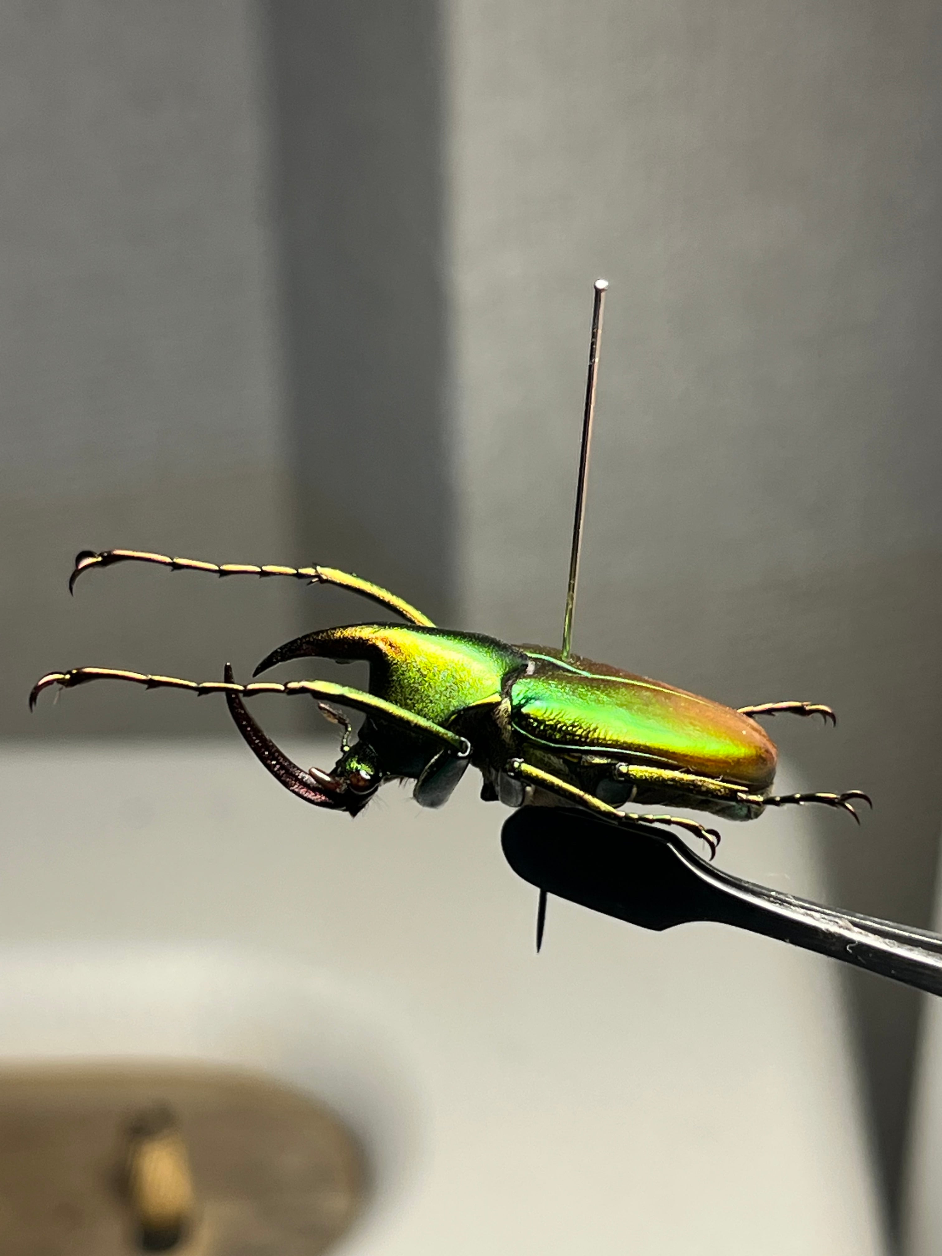 31mm】カブトハナムグリ コガネムシ プラチナコガネ カナブン