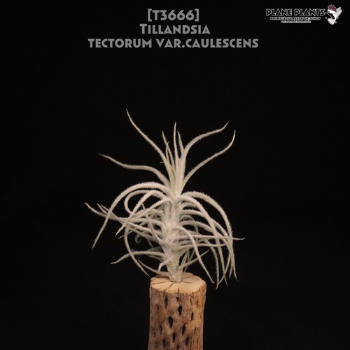 【送料無料】tectorum var.caulescens〔エアプランツ〕現品発送T3666