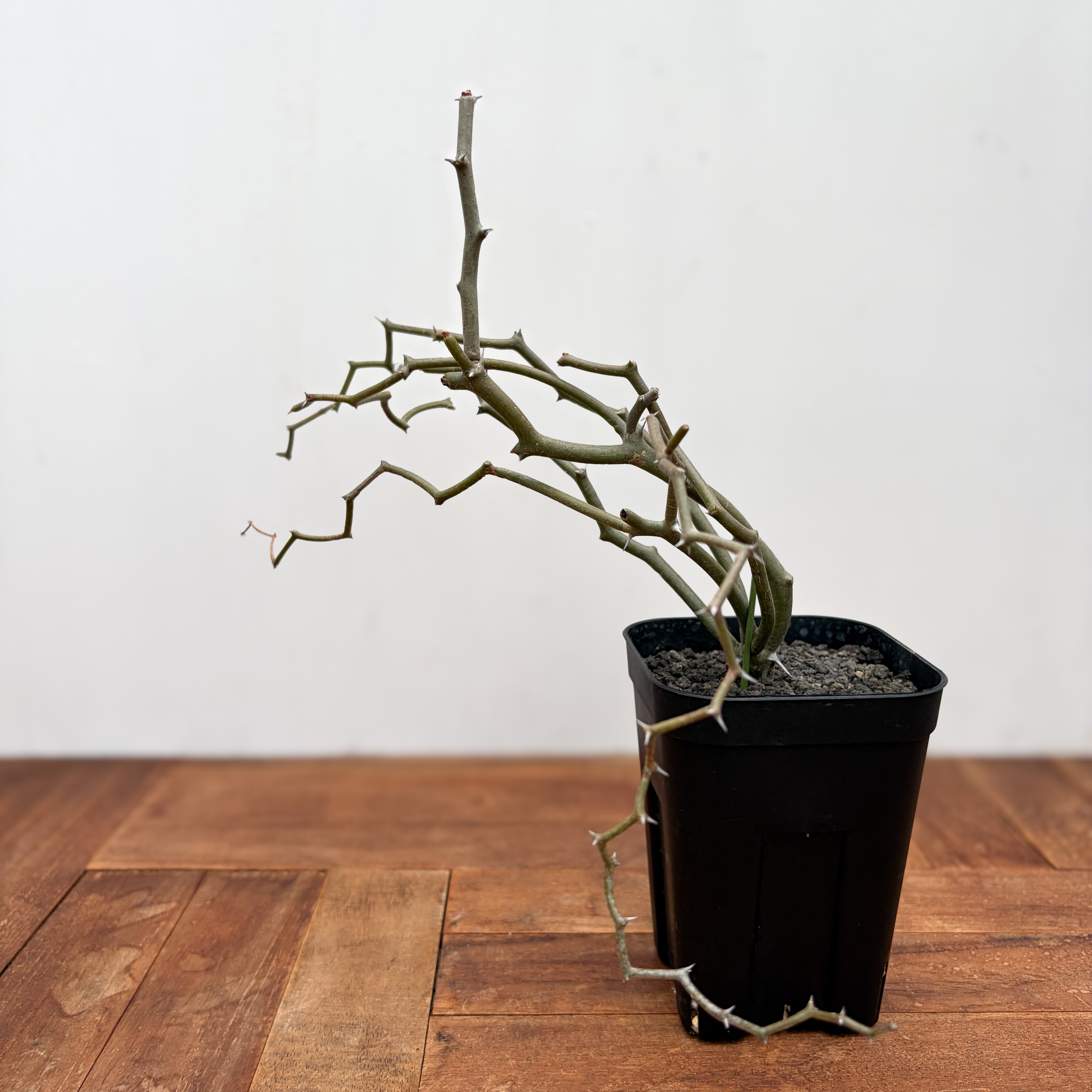 【蕾付き】デカリア　マダガスカリエンシス　開花株　鉢ごと発送 Decarya madagascariensis【デカリヤ・マダガスカリエンシス