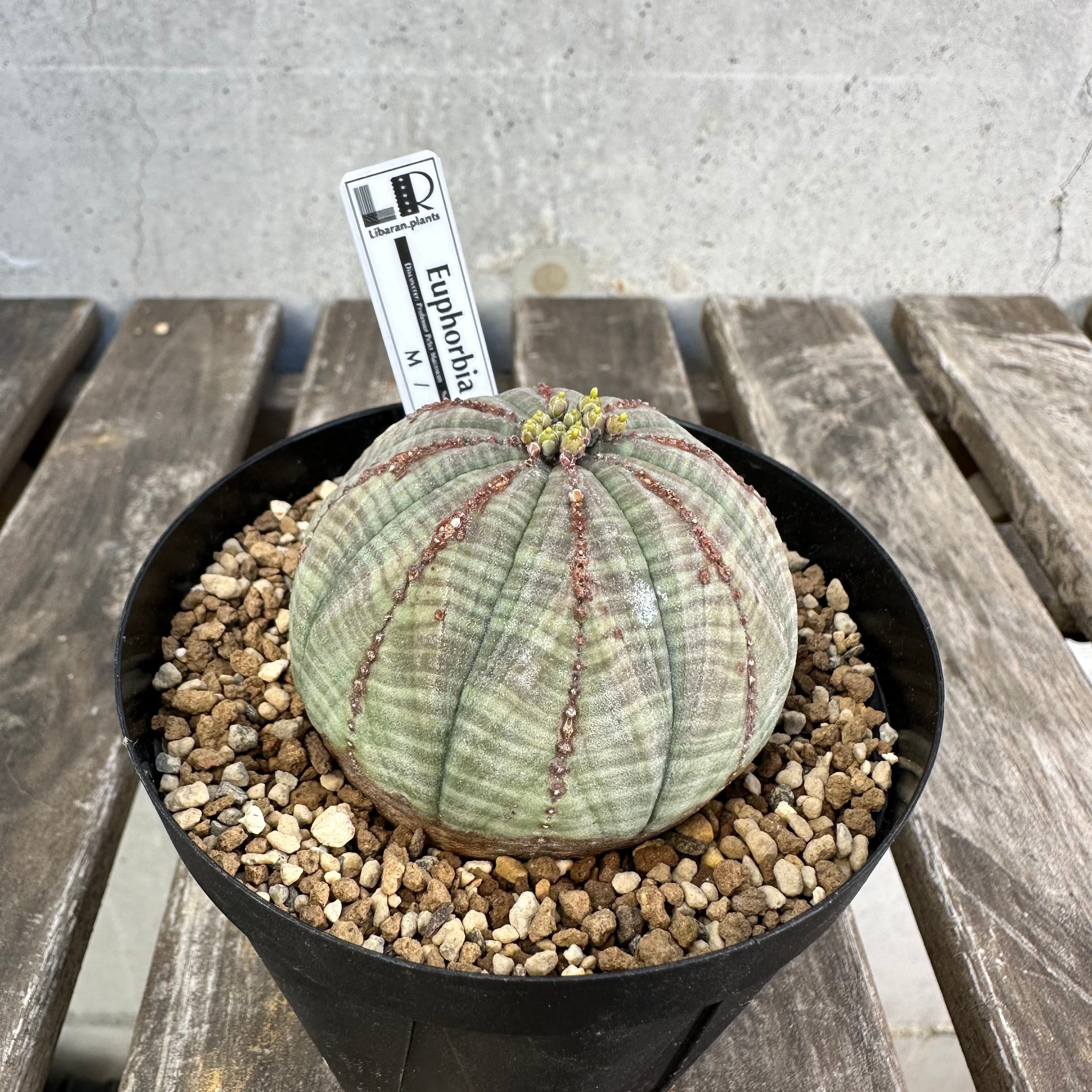 Obesa メス株 | Libaran_Plants〜ユーフォルビア オベサ 専門店
