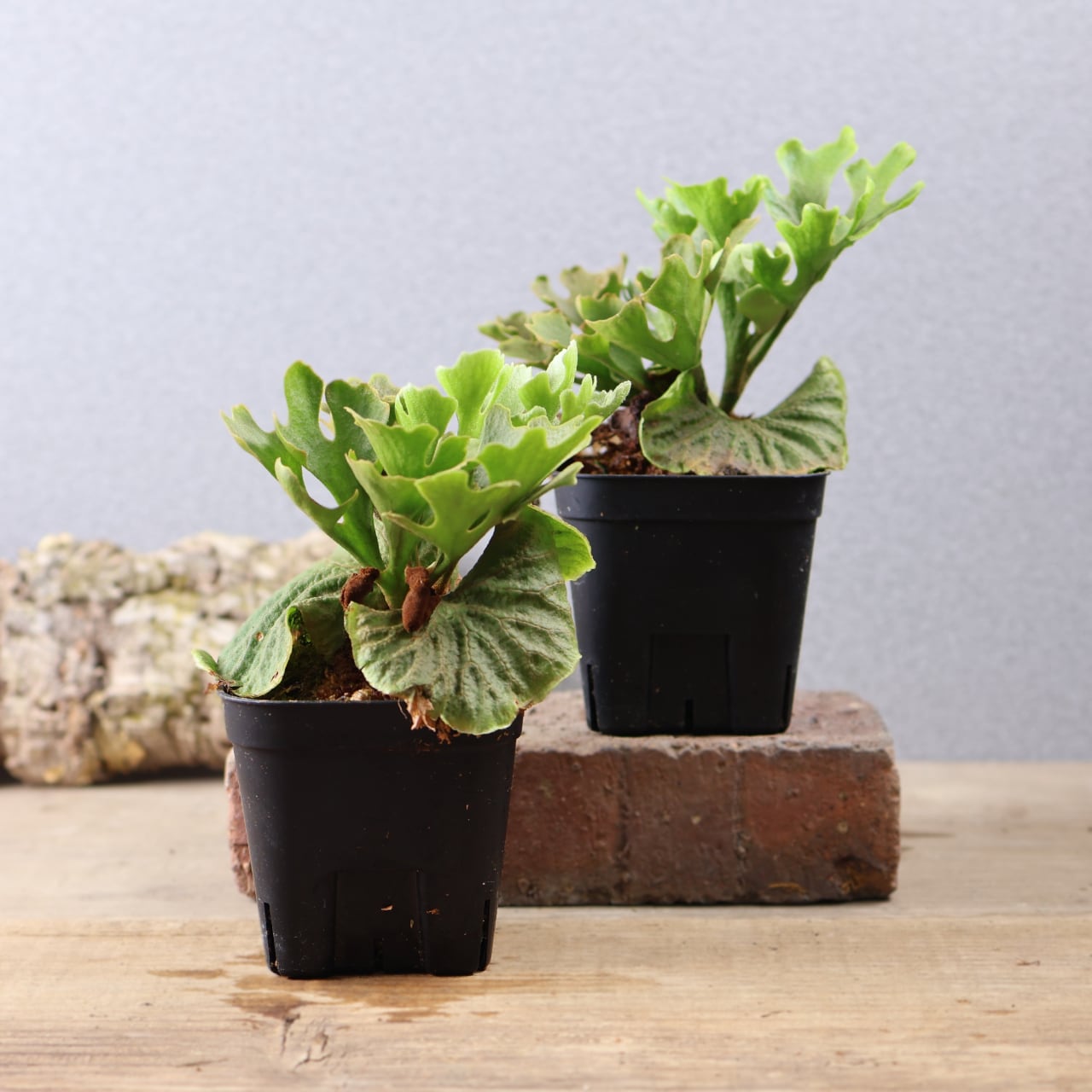 601『ビカクシダ リドレイ P.rideyi dwarf silvery sporeling』観葉