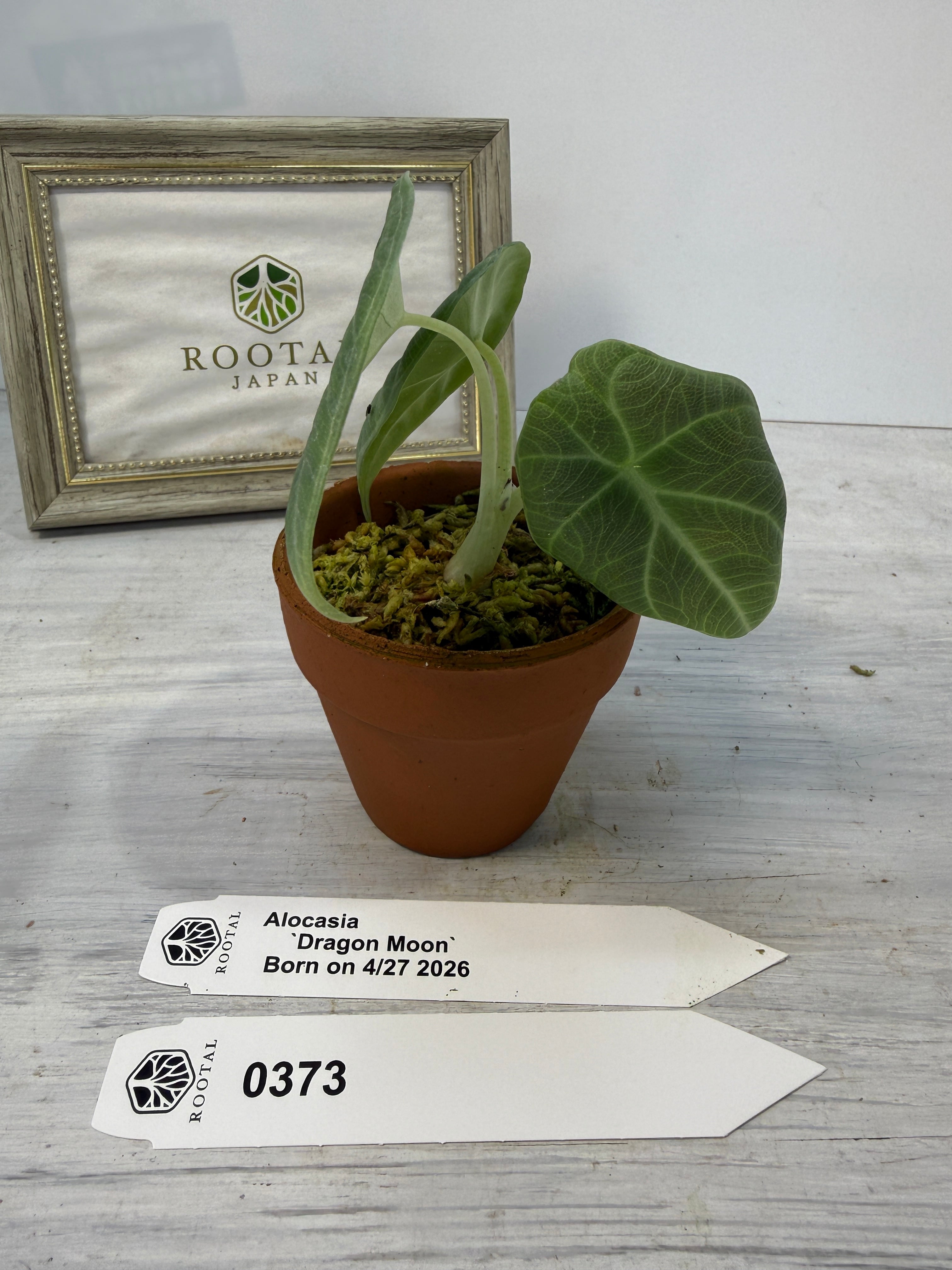 アロカシア | ROOTALPLANTS