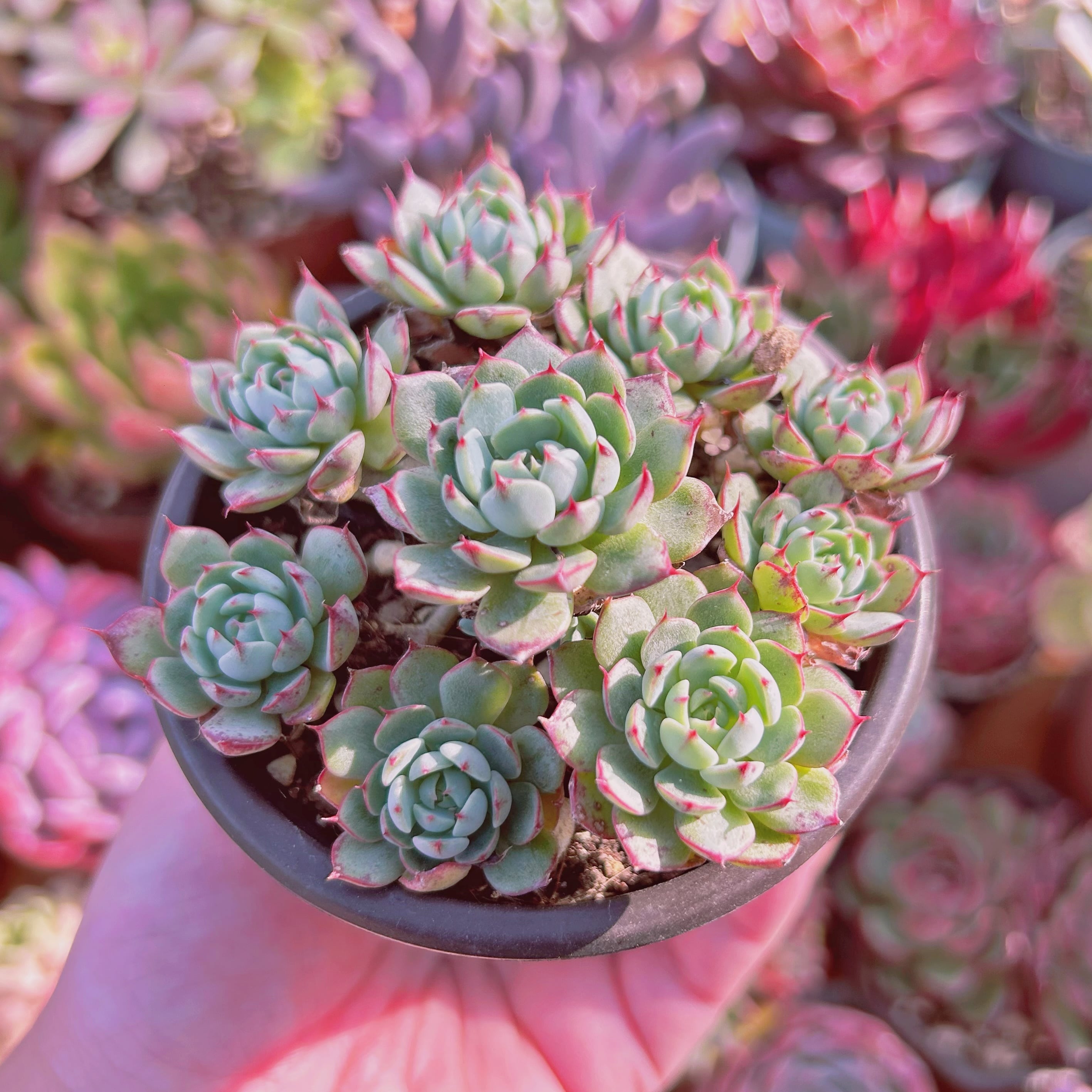 多肉植物 ルンヨニー 抜き苗 エケベリア 【公式通販】