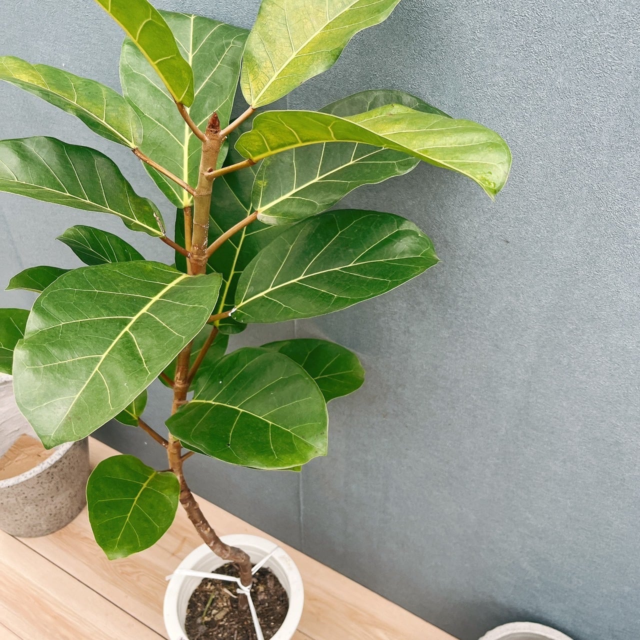 現品］【希少】21番 フィカス アフリカンプリンス 8号 観葉植物 室内