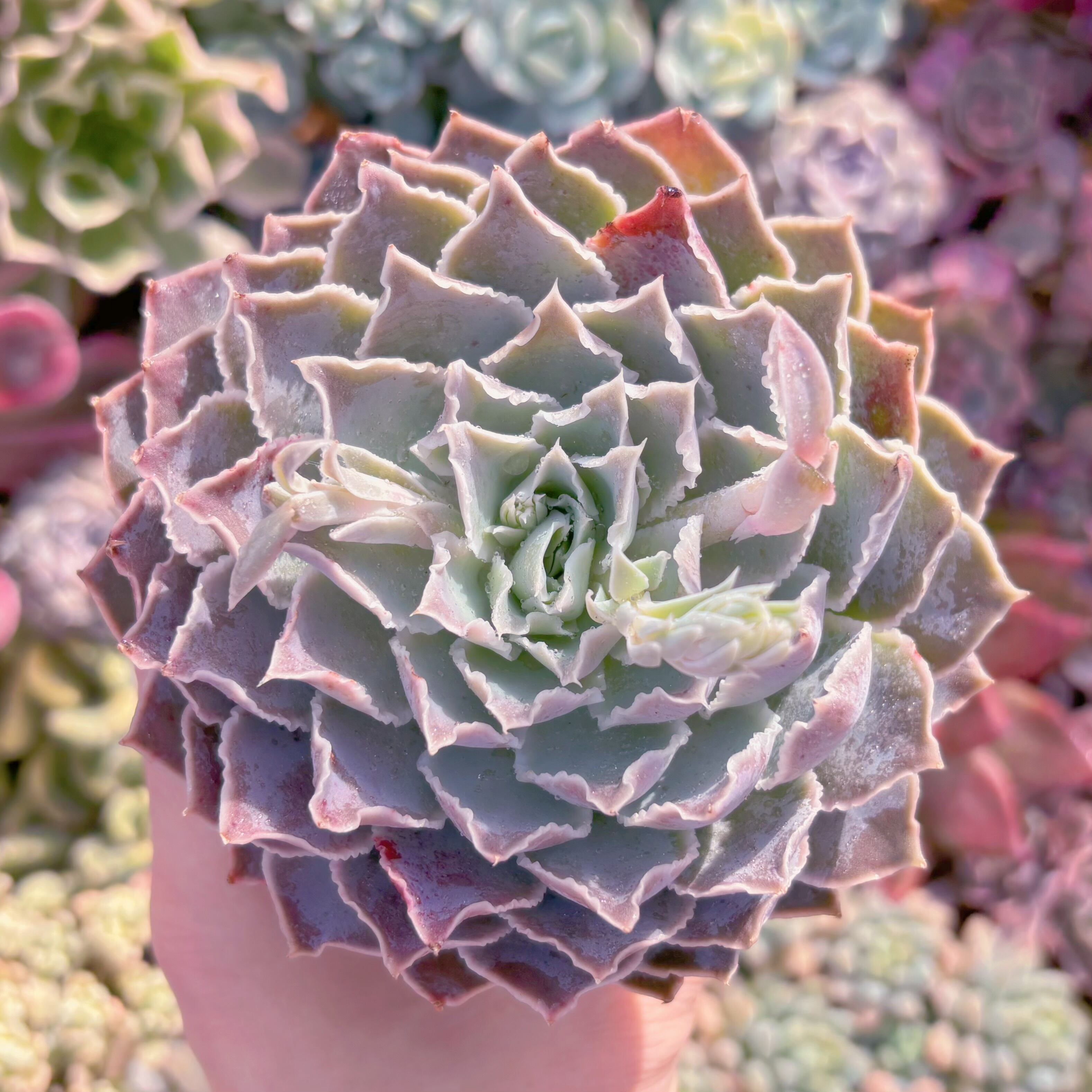 現品　Echeveria 'Laguna Sanchez'#284　るる農園