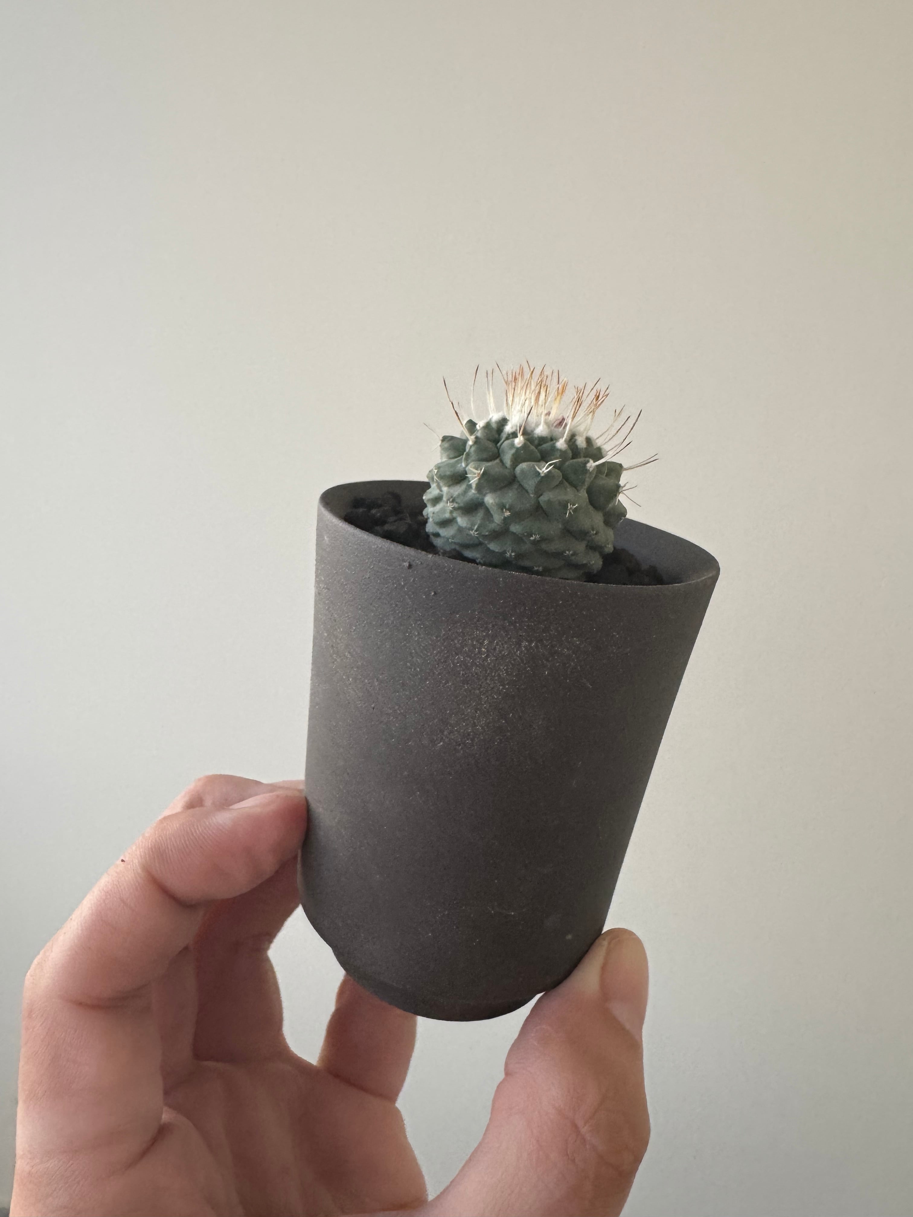 新着】Strombocactus disciformis ×VALIEM GHOST【俺の菊水】ス