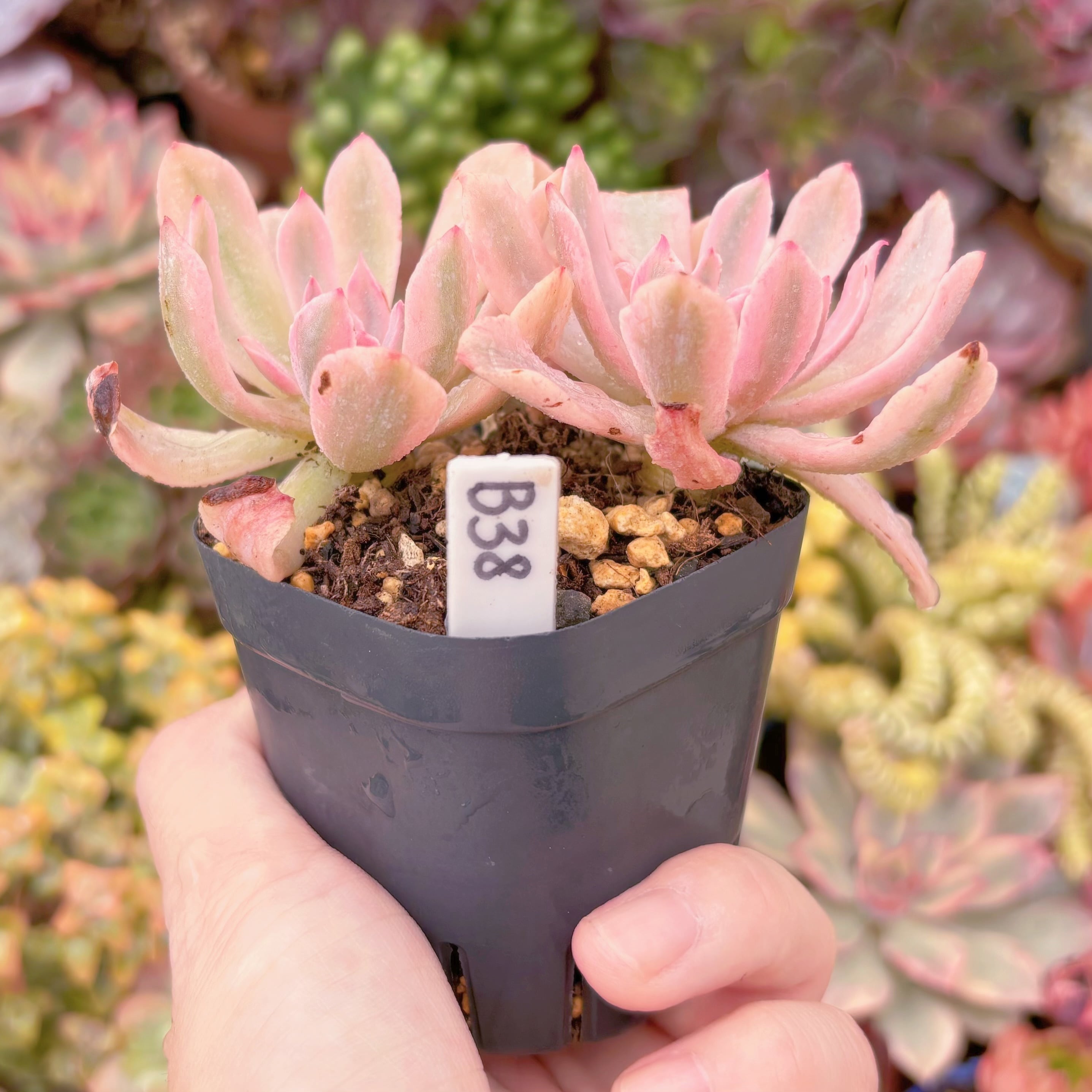 現品 hoveyi錦#259 るる農園 | るる農園~多肉植物専門