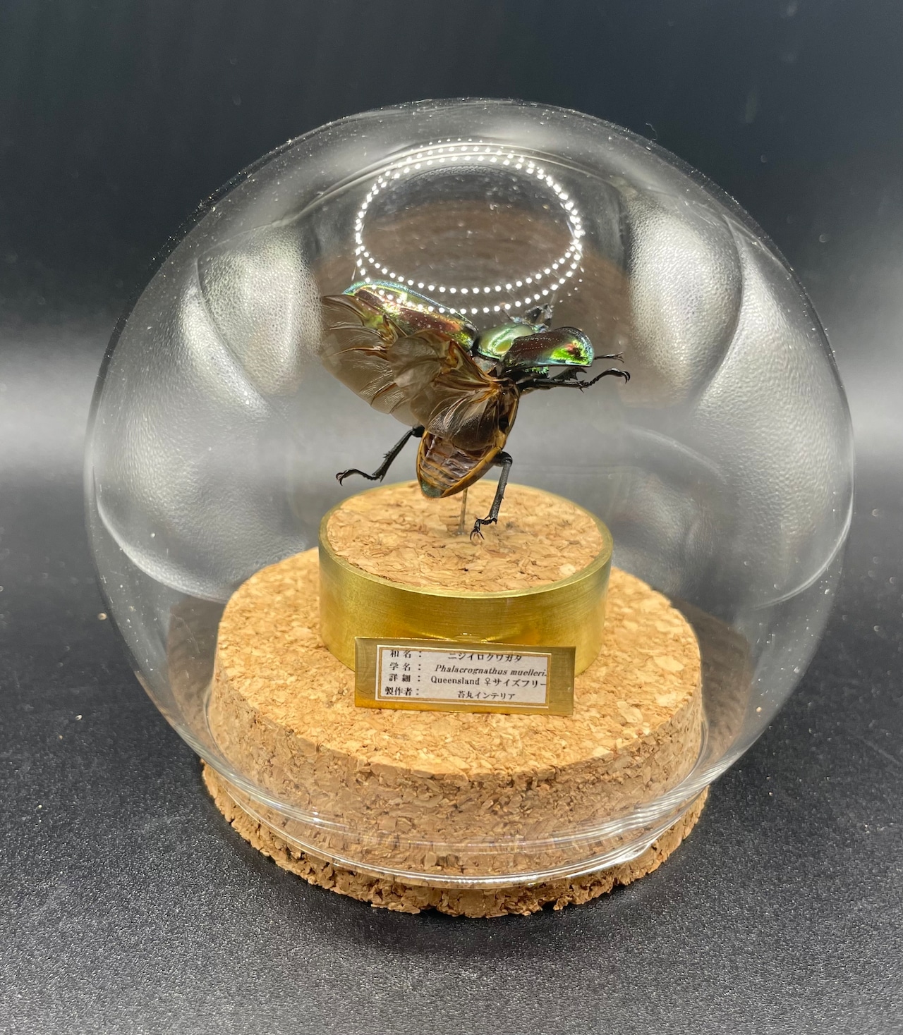 インテリア標本《ニジイロクワガタ♀》