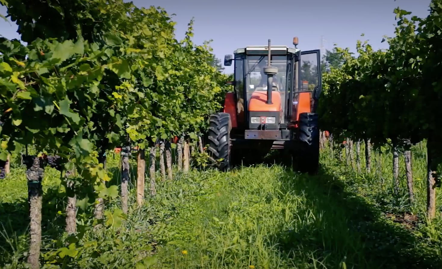 【アジィエンダ・アグリコーラ・ディ・レナルド 】リボッラ・ジャッラ ブリュット メトド・クラッシコ 2022