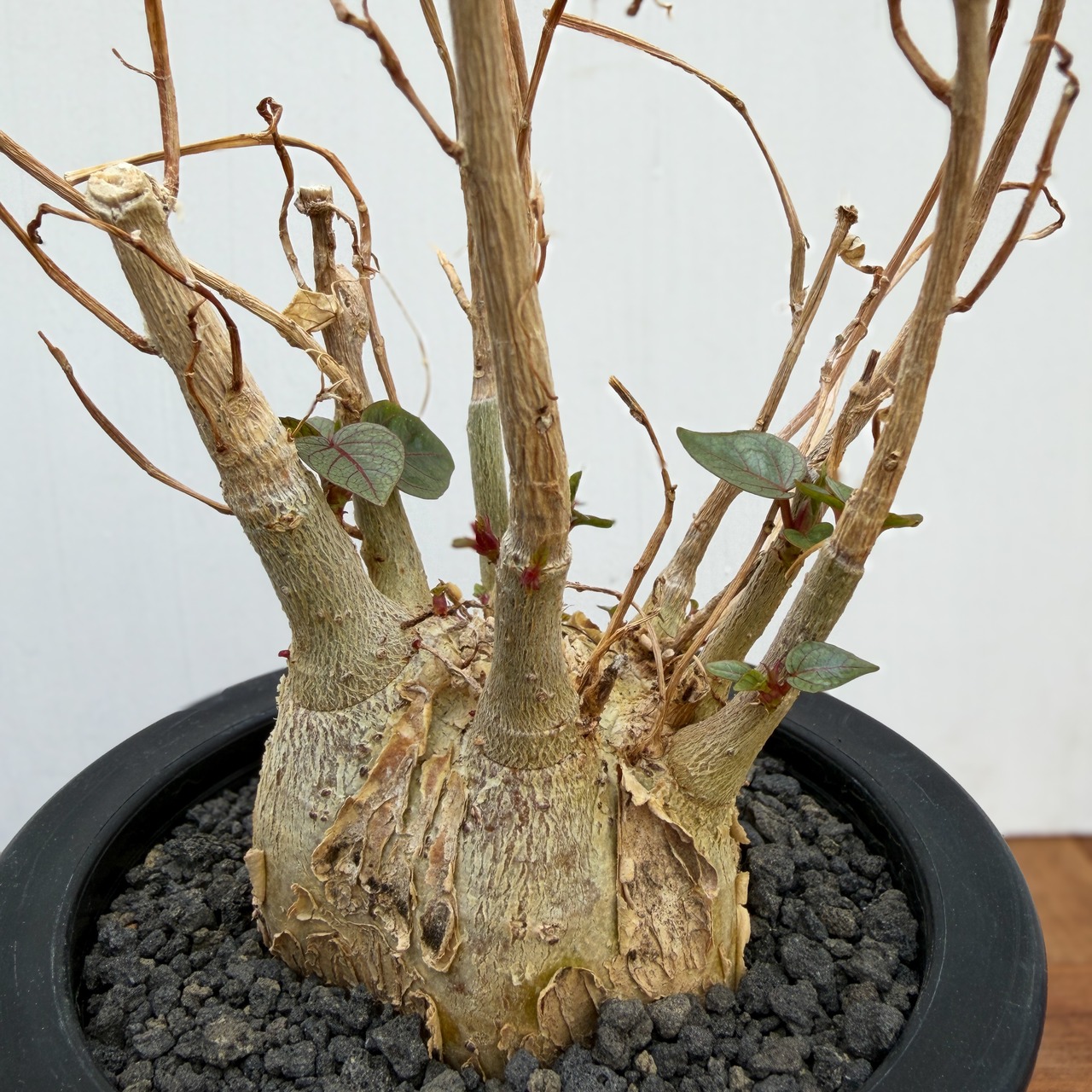 Ficus petiolaris【フィカス・ペティオラリス・実生】