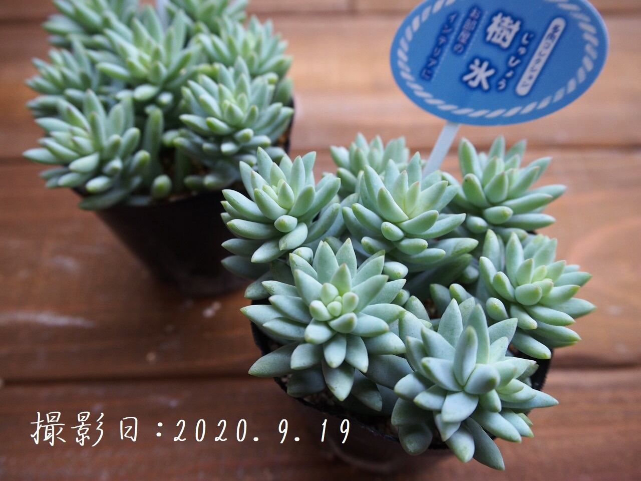 多肉コレクション 樹氷 じゅひょう セデベリア属 2 5号 多肉植物 多肉植物とガーデン雑貨 Macherie マシェリ