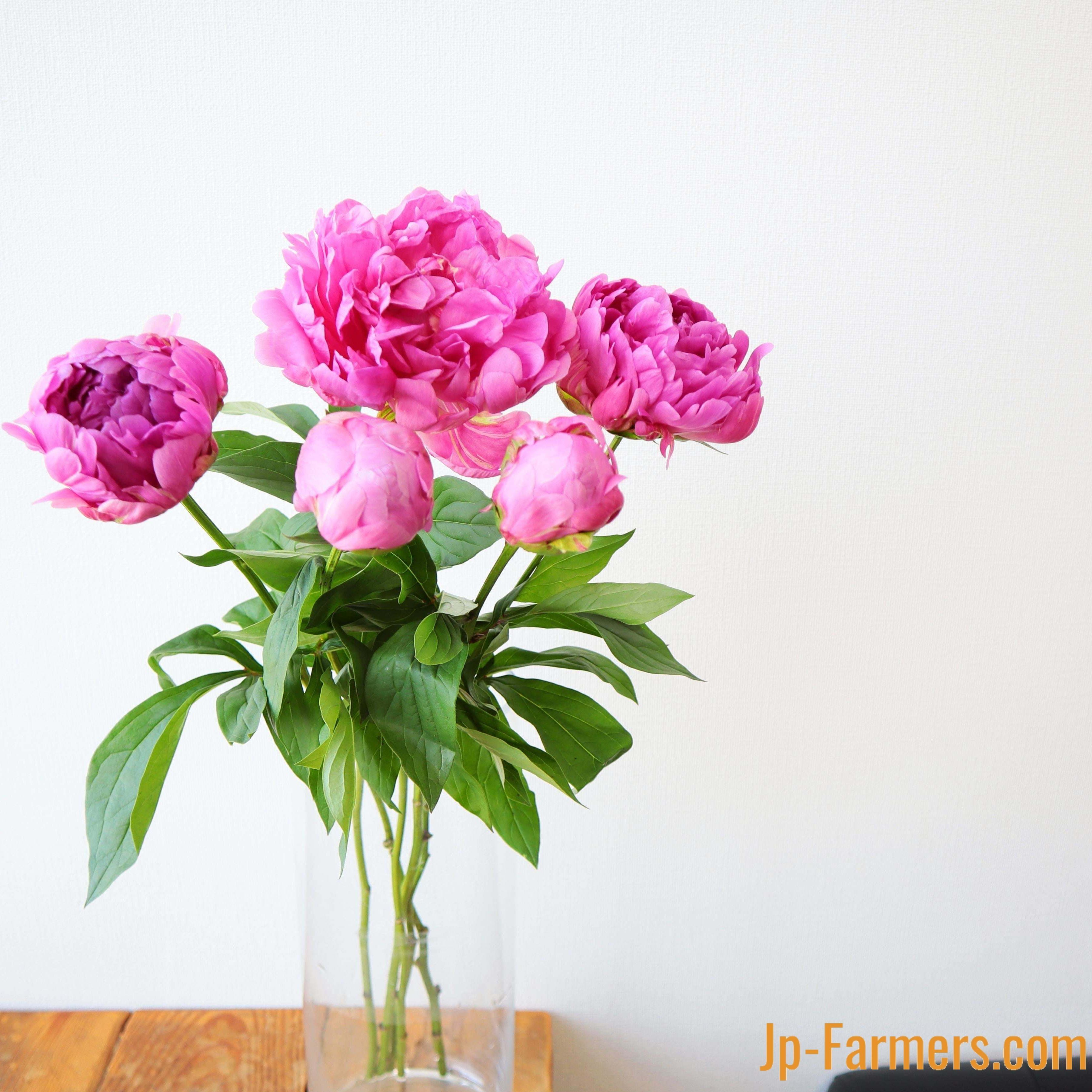 新潟県 みなみ魚沼農協 芍薬 華燭の典 八重咲 10本 Jp Farmers Com
