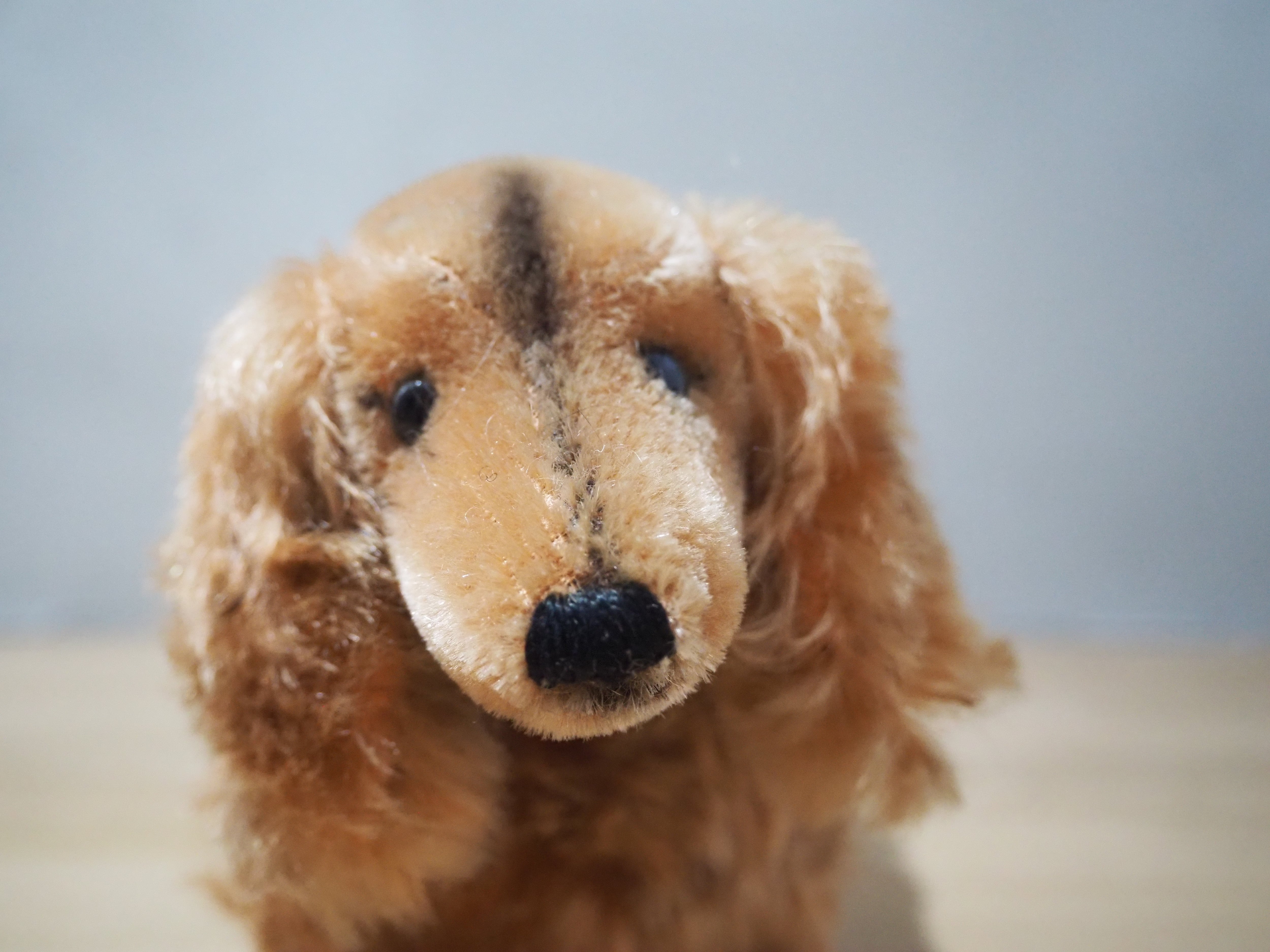 オールド シュタイフ ダックスフンド Steiff Waldi 17cm | ヒガシマチ