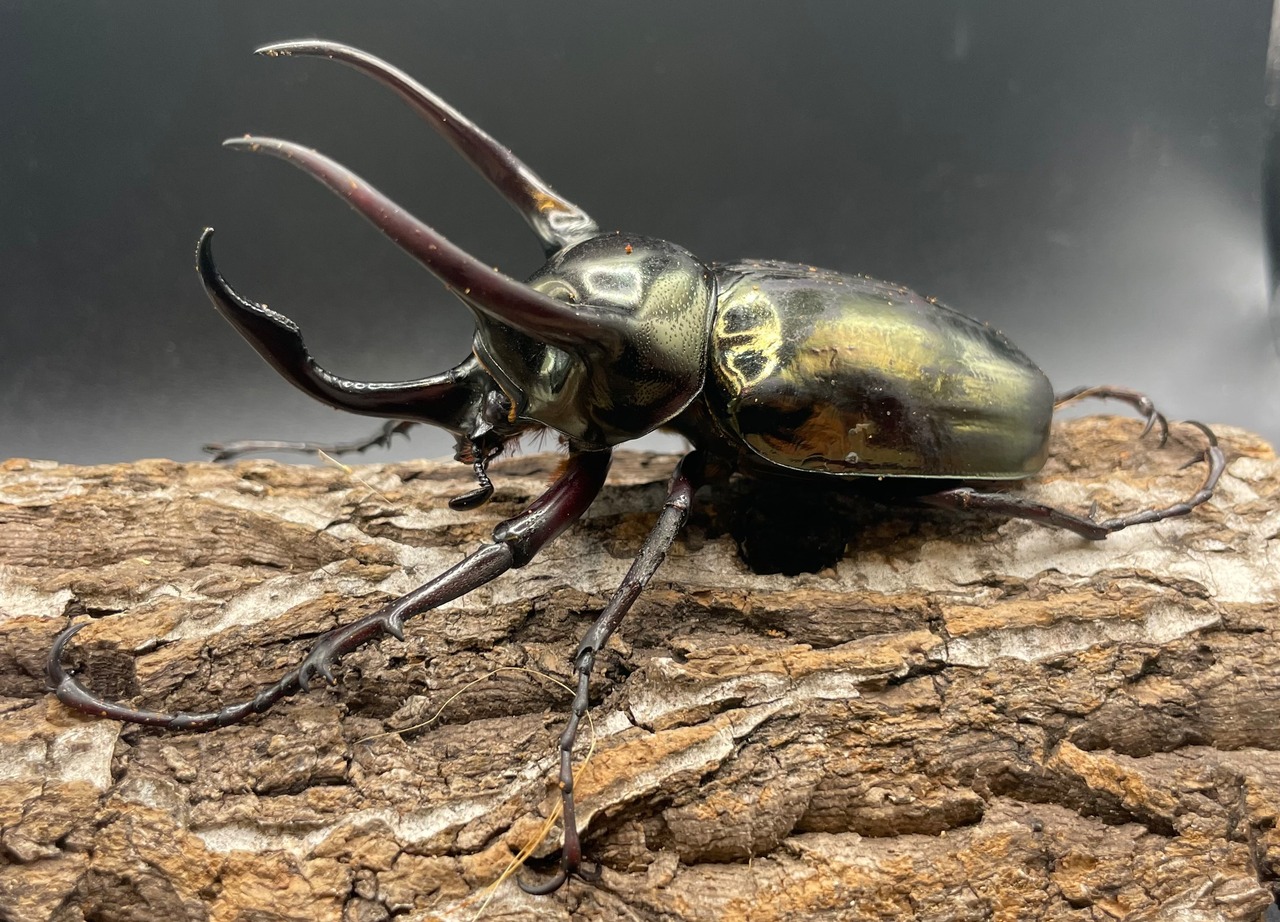 【WD】《ミンダナオアトラスオオカブト 90mmUP ペア》②