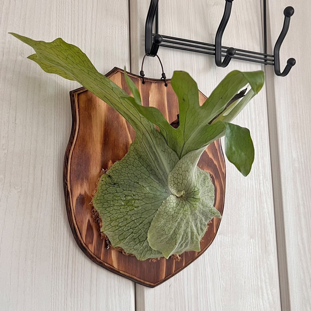 ビカクシダ グランデ 板付 【観葉植物 壁掛け コウモリラン