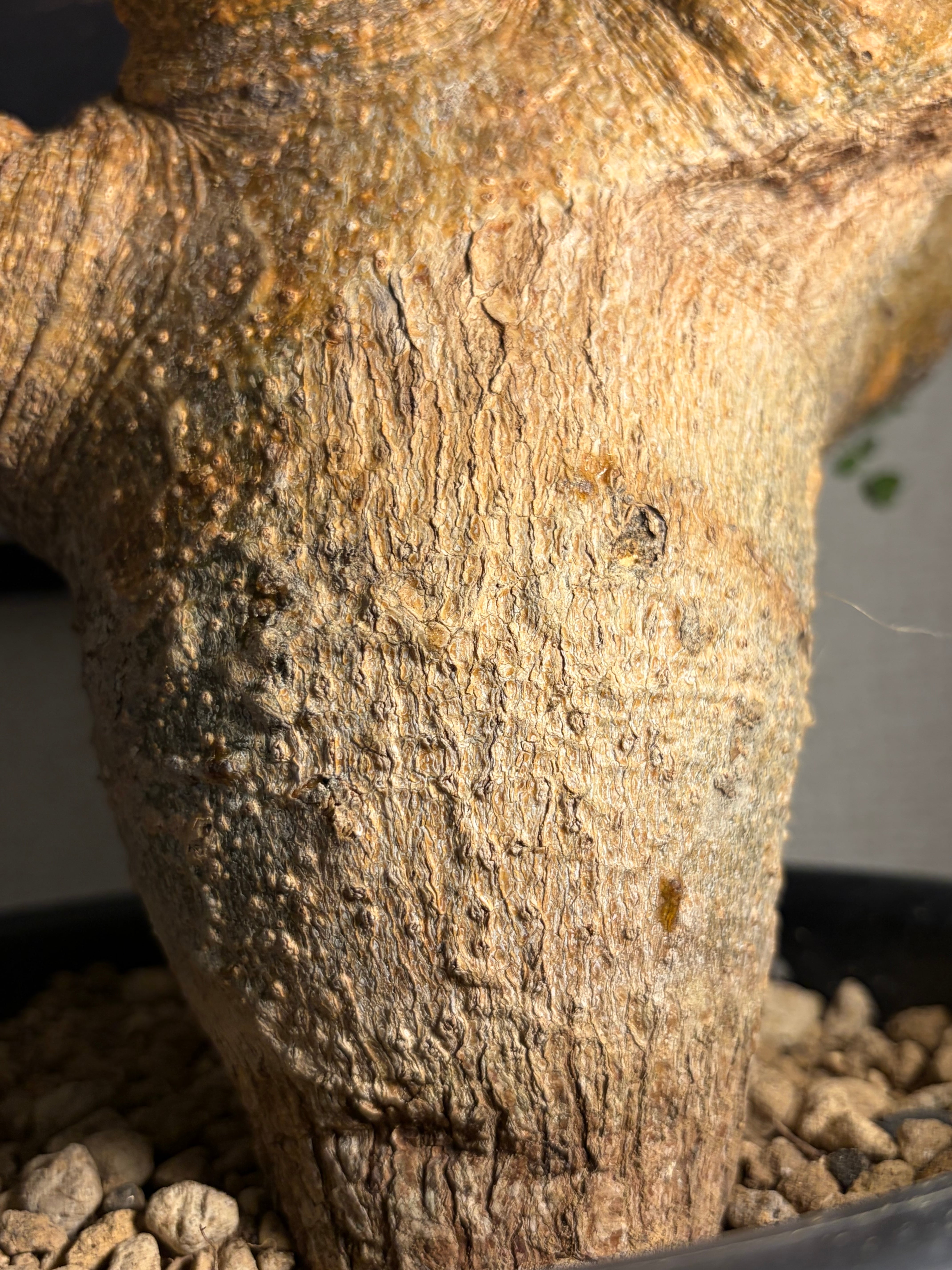 大株】コミフォラ サクシコラ パキプス 現地球 カタフ エイル