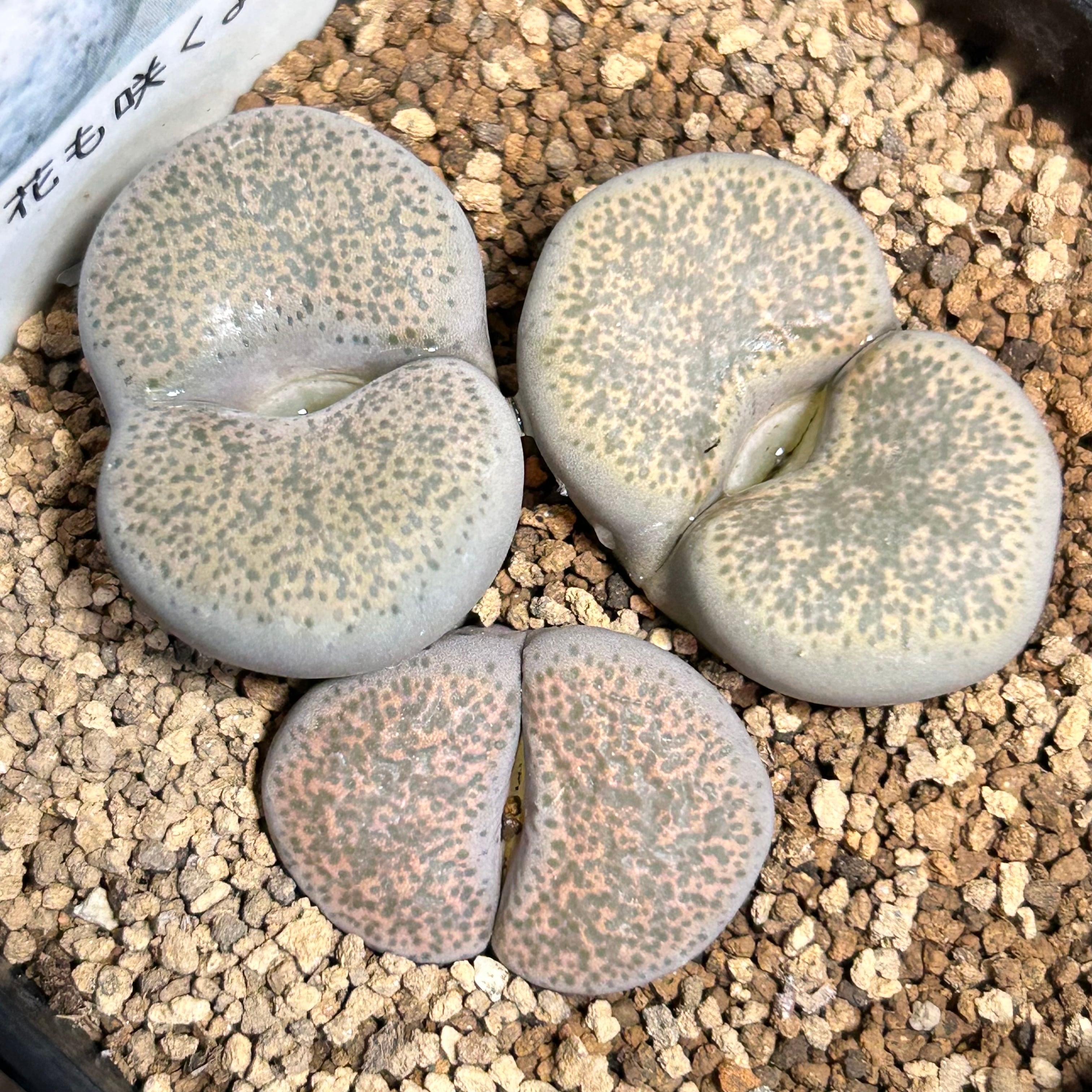 リトープス | RuPo 多肉植物専門店