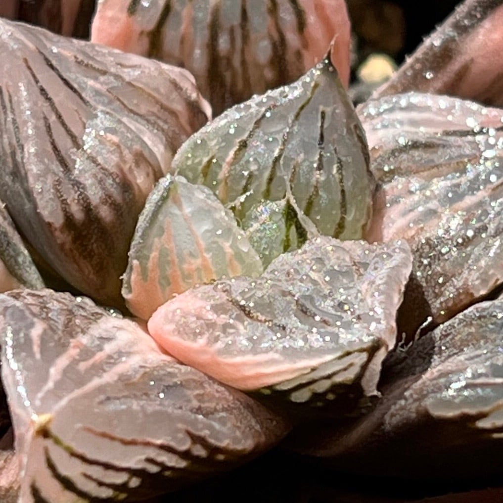 ハオルチア 玉潭寿錦 | mocono_plants