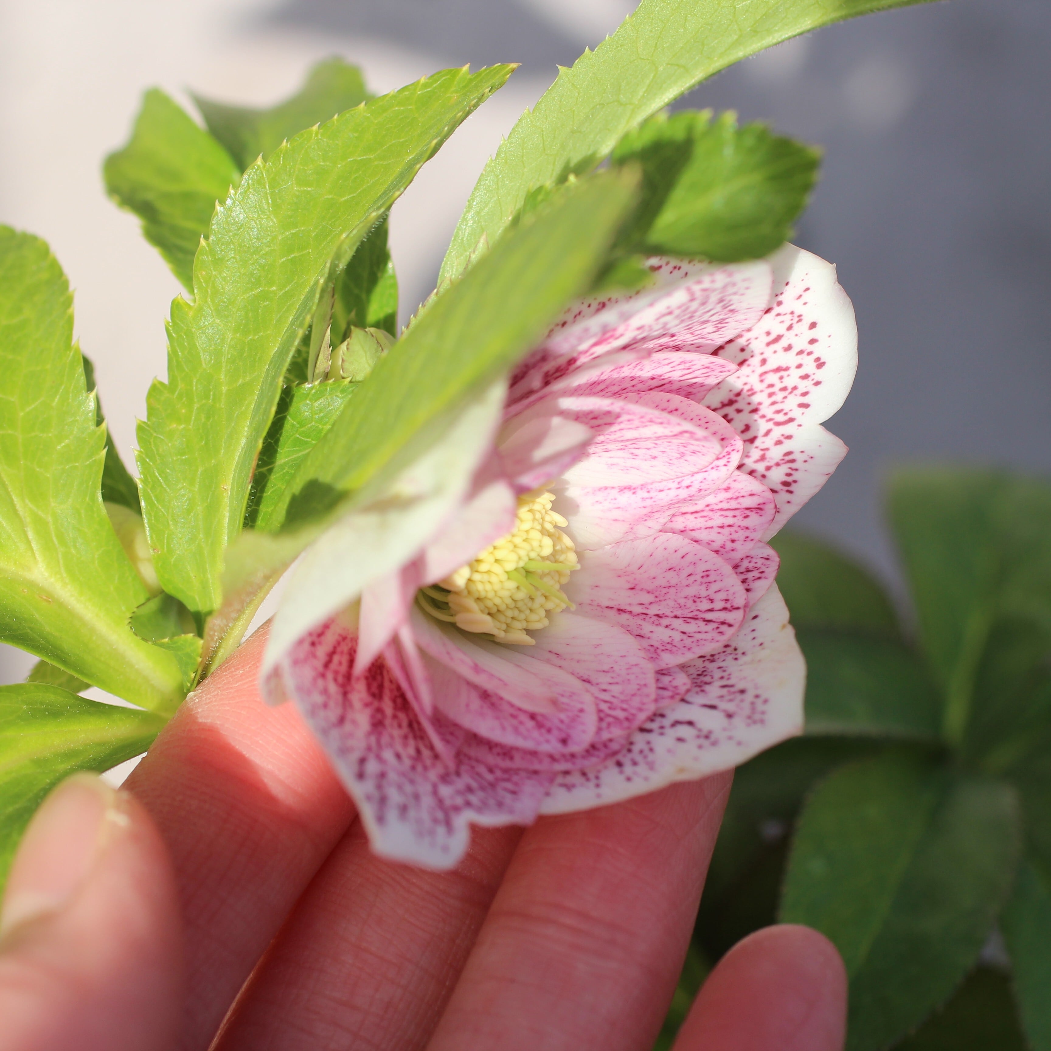 WS26-004 クリスマスローズ ウィンターシンフォニー ピンクスポット