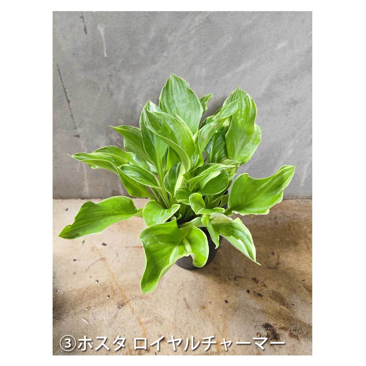 Set】Hosta×3 ＆ Farfugium×1 | Seeding