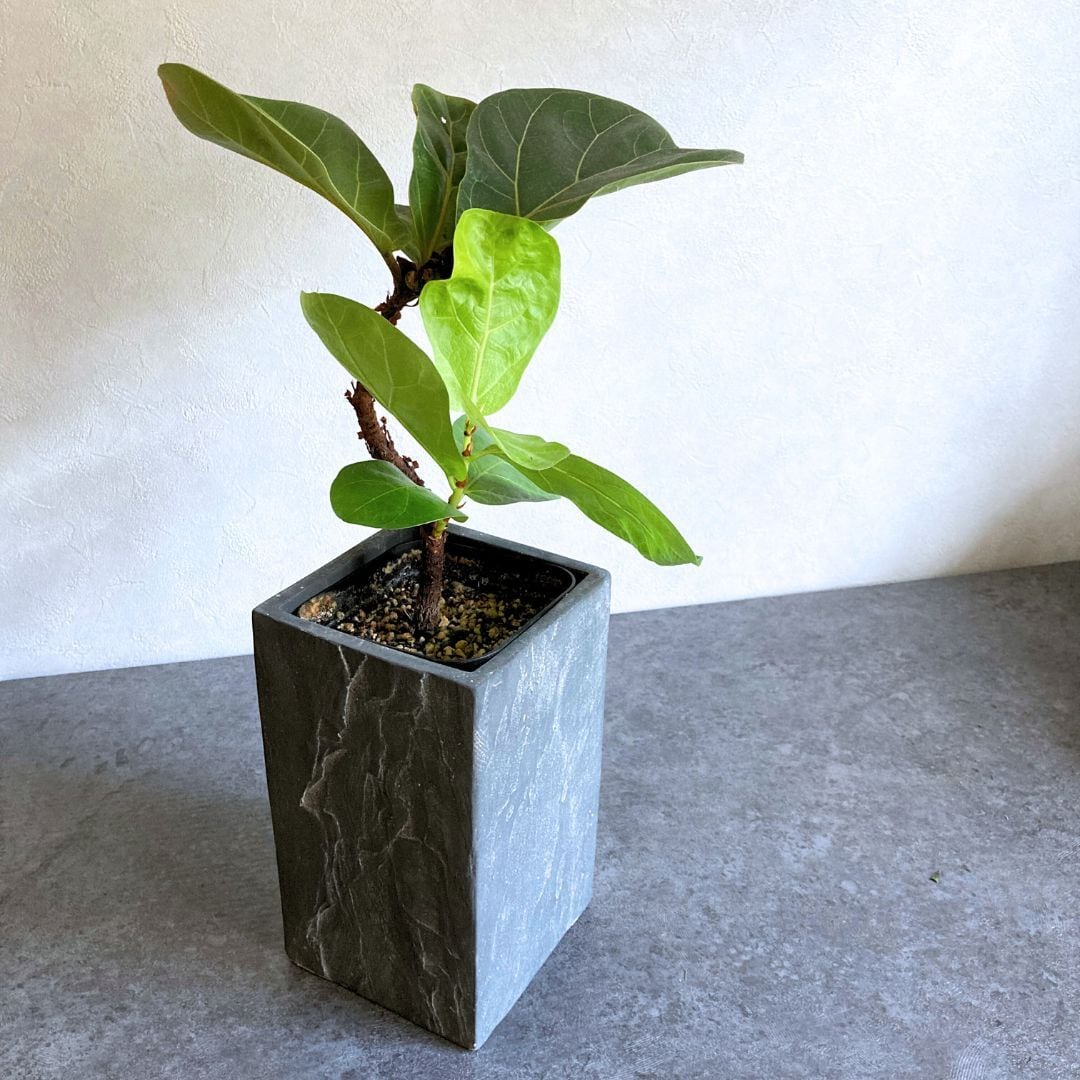ロングポット】 2色から選べる おしゃれ 陶器鉢 4寸 4号 中型 観葉植物