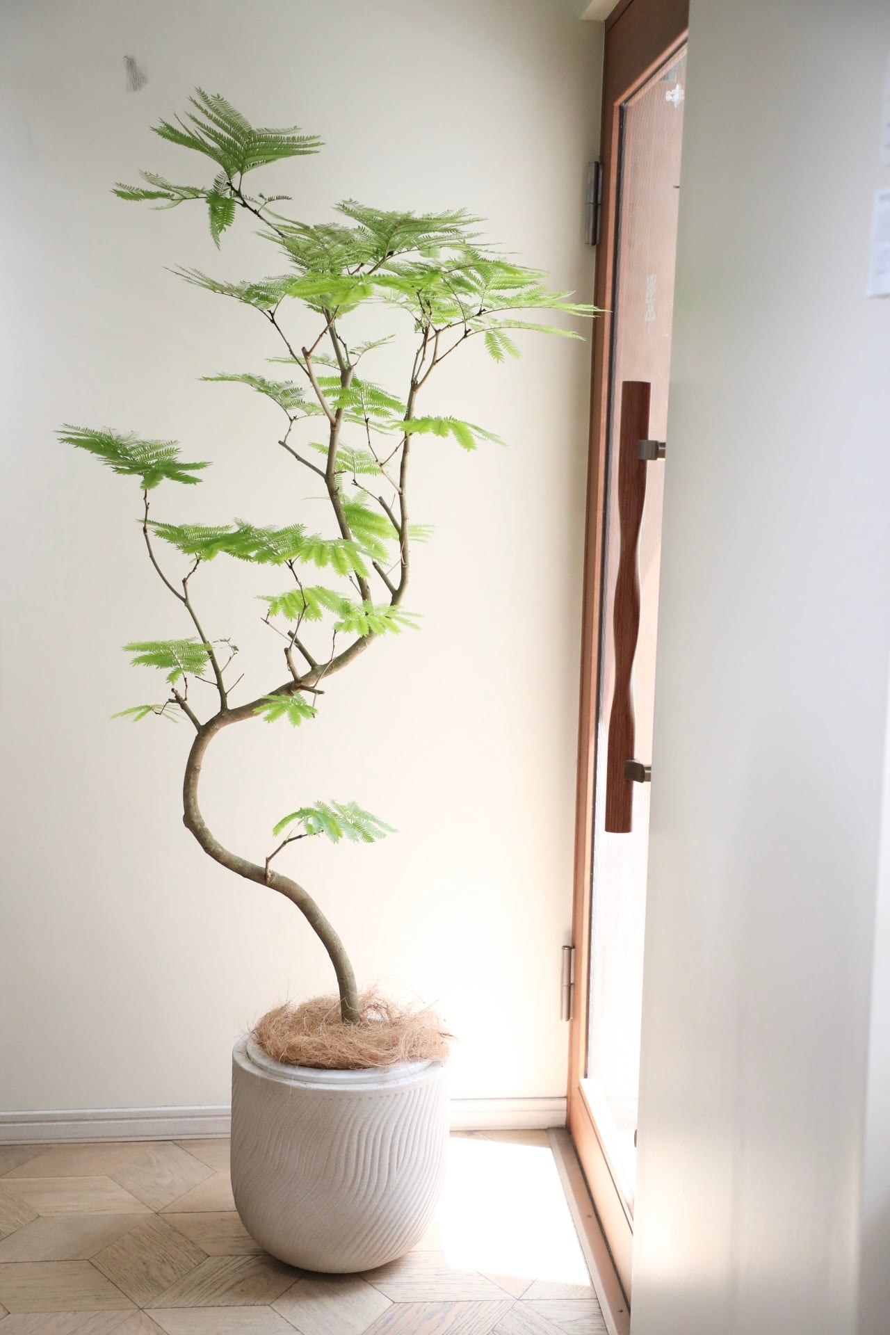 L/173cm】エバーフレッシュ /Pithecellobium confertum ever fresh