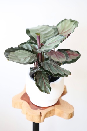 カラテア ホワイトクラウド/Calathea ※陶器鉢鉢付き