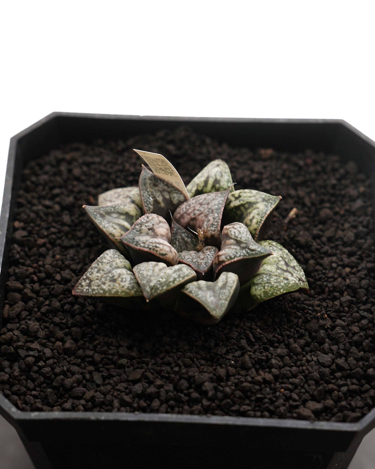カット苗 ハオルチア 花葵 Haworthia 'Hana Aoi'