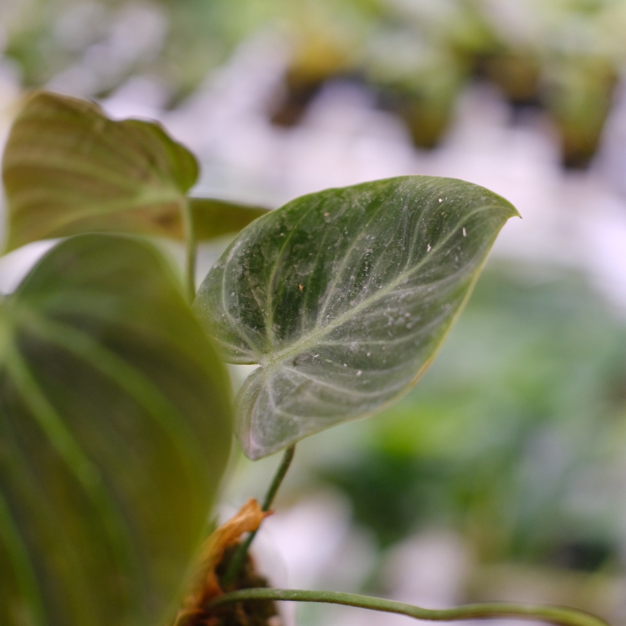 フィロデンドロン エルチョコレッド / Philodendron "El Choco Red"⑦ / 観葉植物<育て方・花言葉>