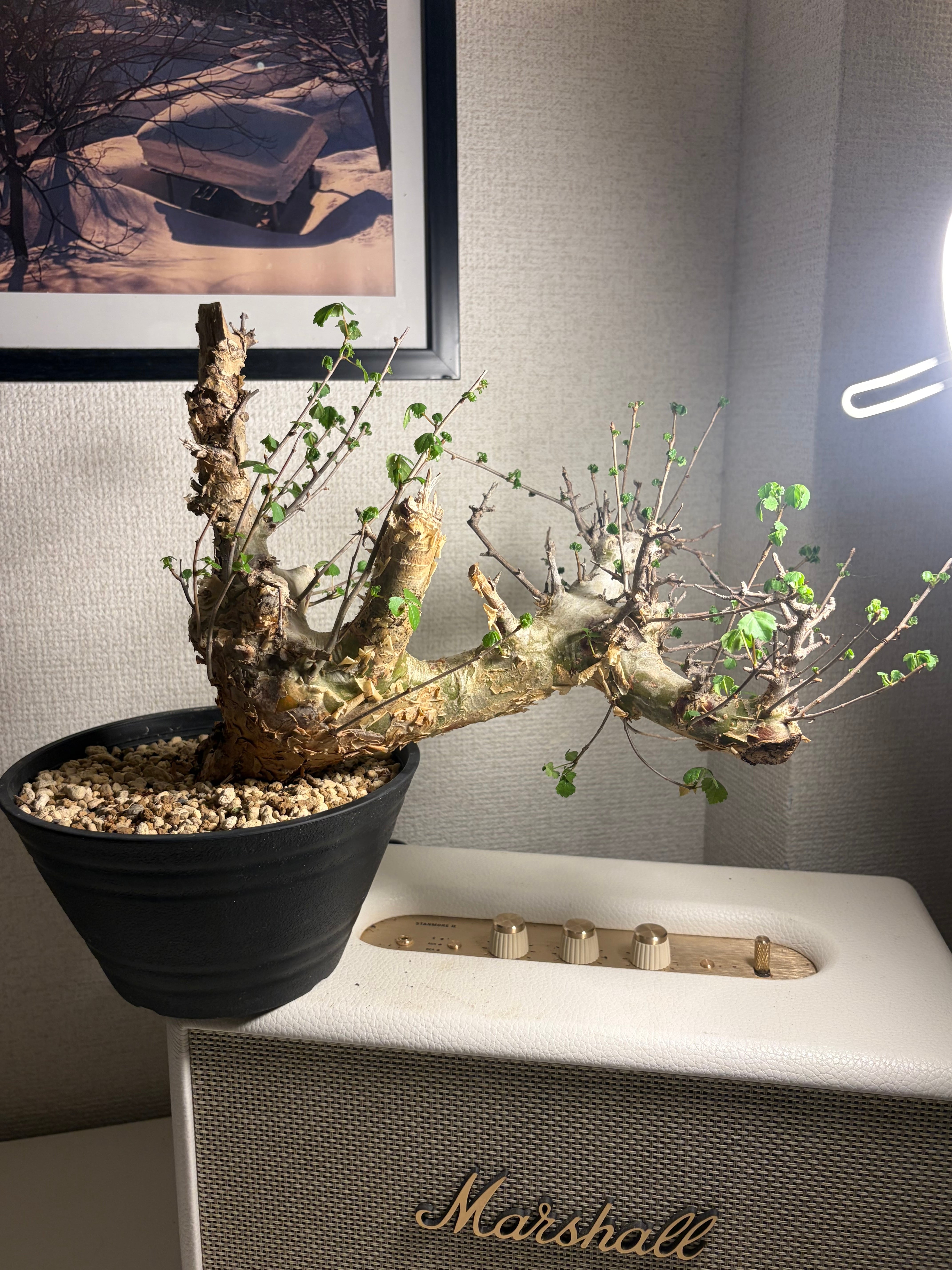 コミフォラ シクロフィラ 塊根植物 エイル アフリカーナ