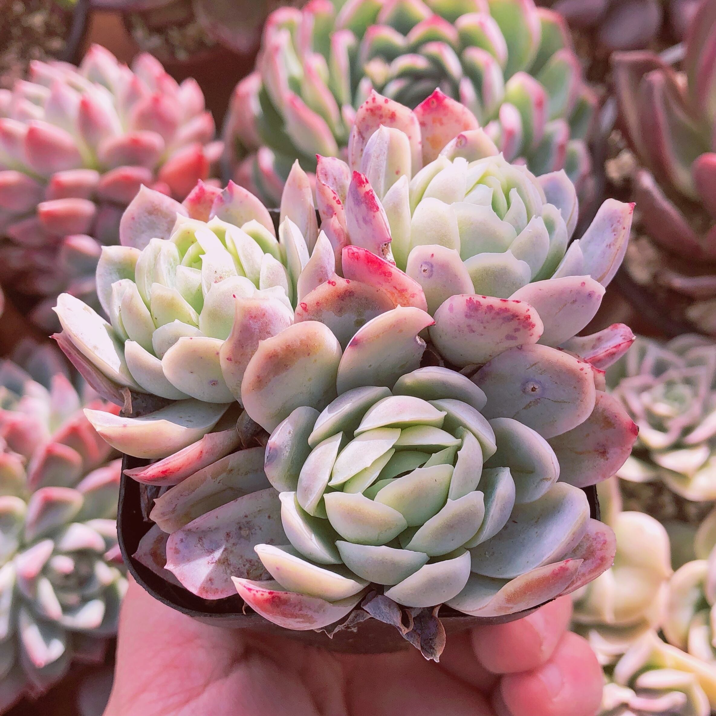 多肉植物 ラズベリーアイス 2~3頭 | るる農園~多肉植物専門 powered by BASE 多肉植物 ラズベリーアイス 2~3頭 | るる農園~多肉植物専門 powered by BASE
