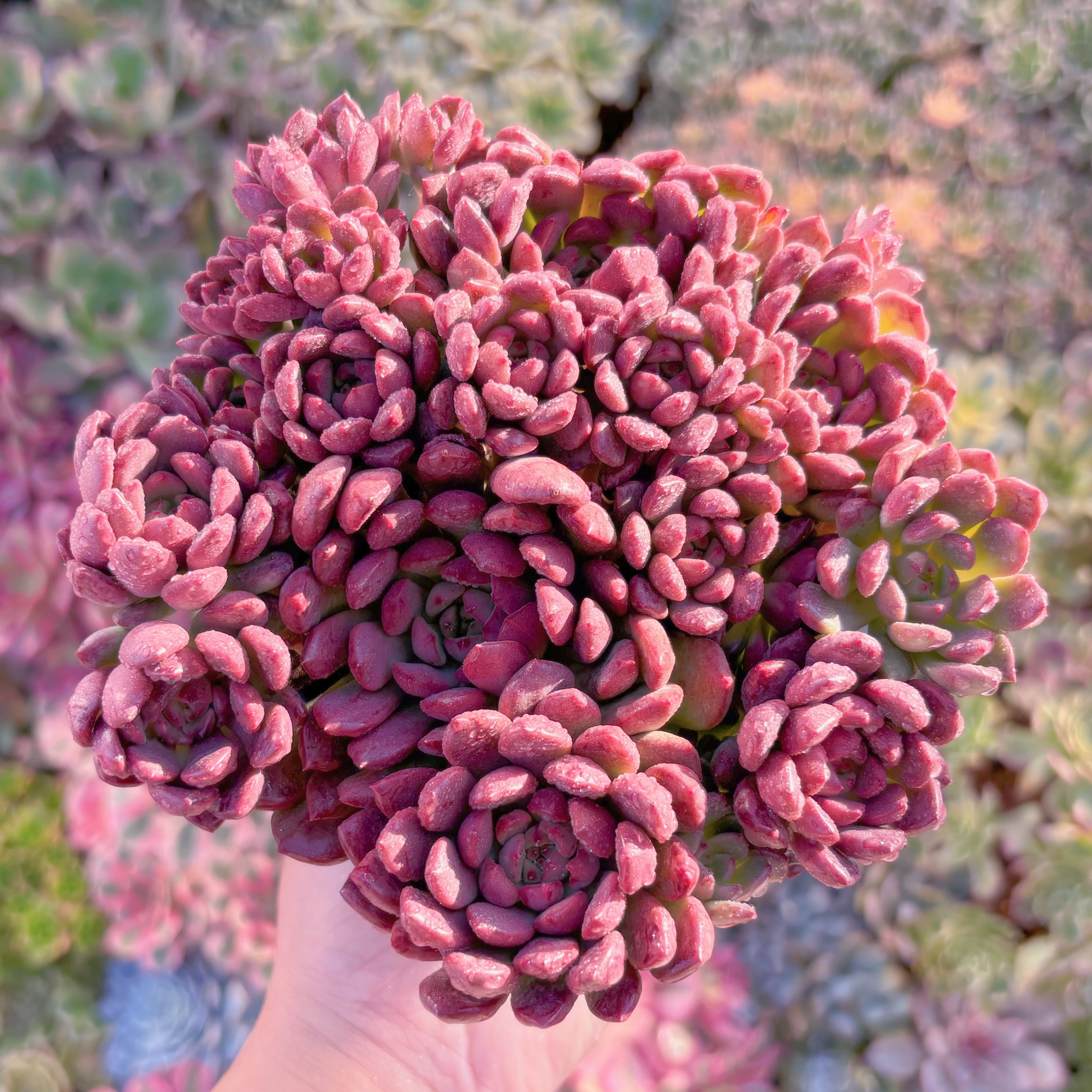 現品　ピンクルルビー#784　大群生　美苗　 新入荷　るる農園