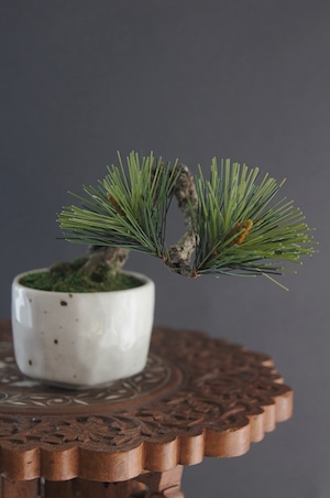 盆栽 松 Pinetree Bonsai #97